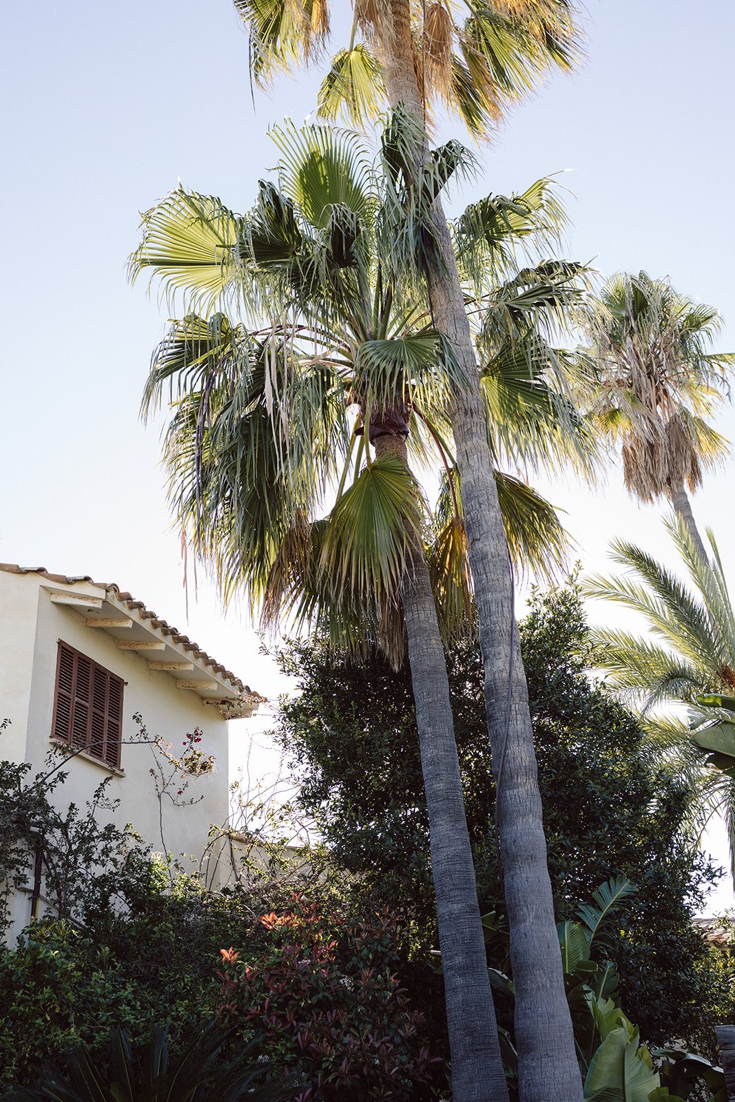 Tall palm trees next to a white house with brown shutters under a clear blue sky.