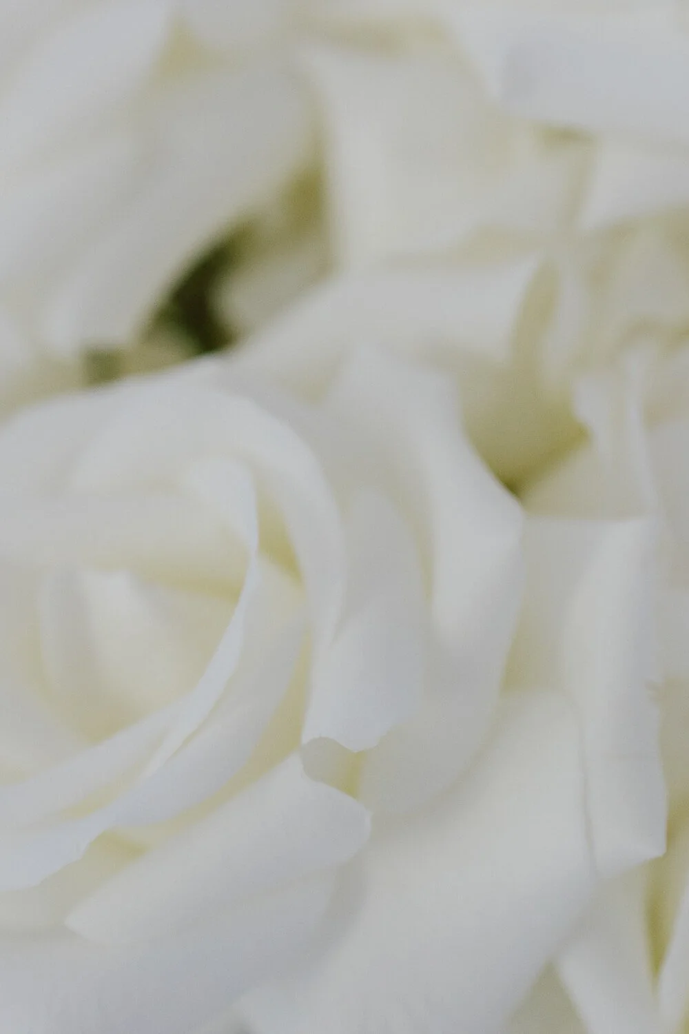 Nahaufnahme weißer Hochzeitsrosen