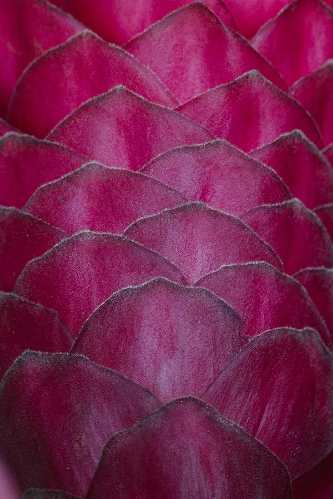 Close-up of pink and purple plant scales forming overlapping patterns.