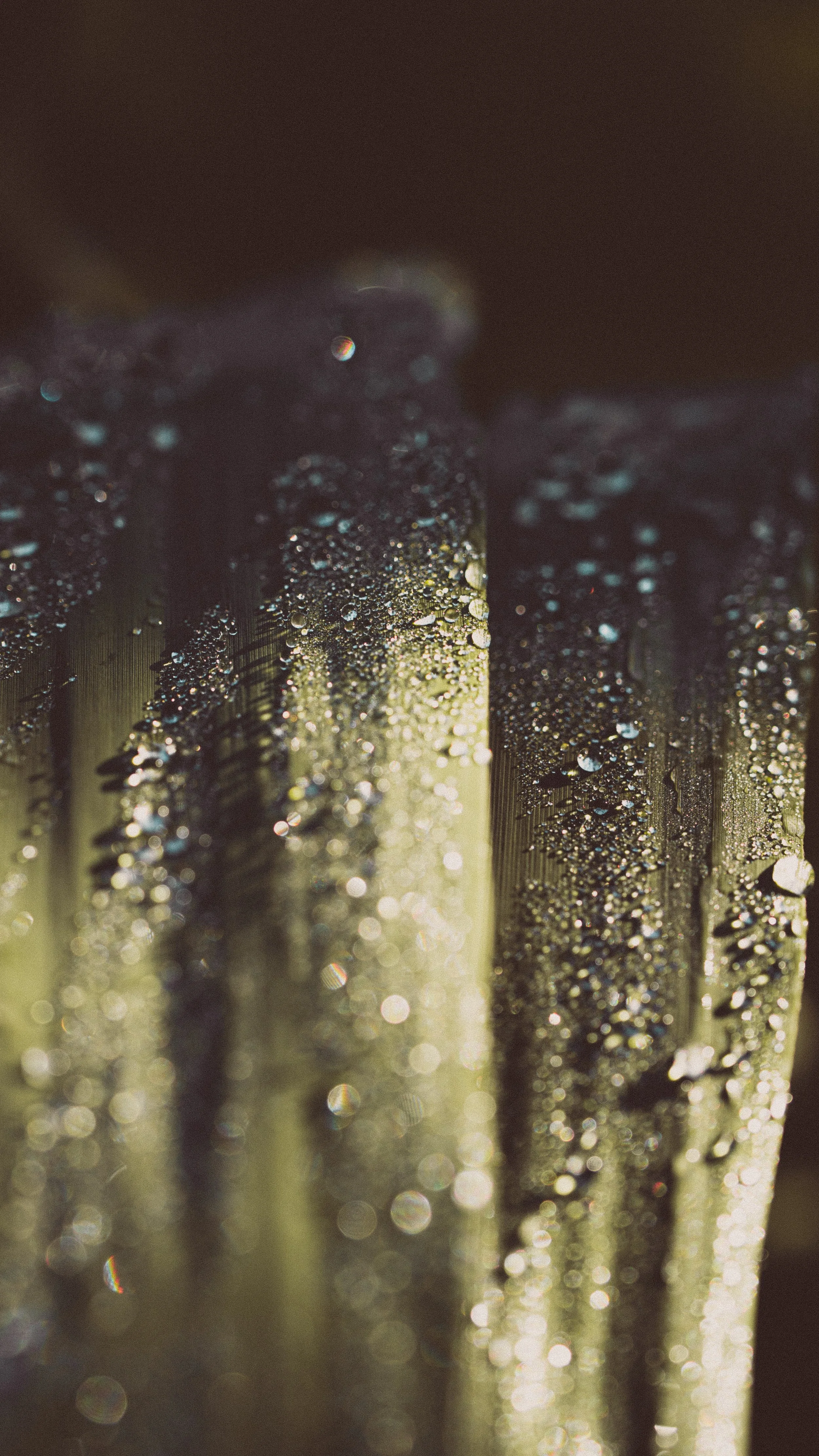 Perlas de agua.
