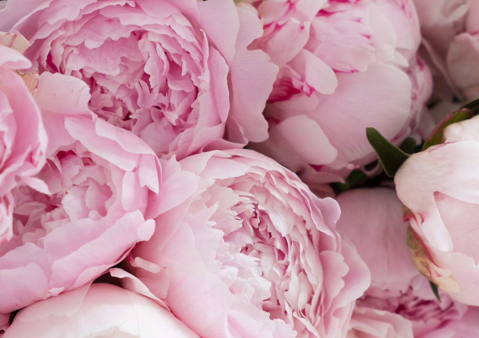 Quick Guide To Top Wedding Flowers For 2025 and Beyond: Most Popular Wedding Flowers Plus New Classics