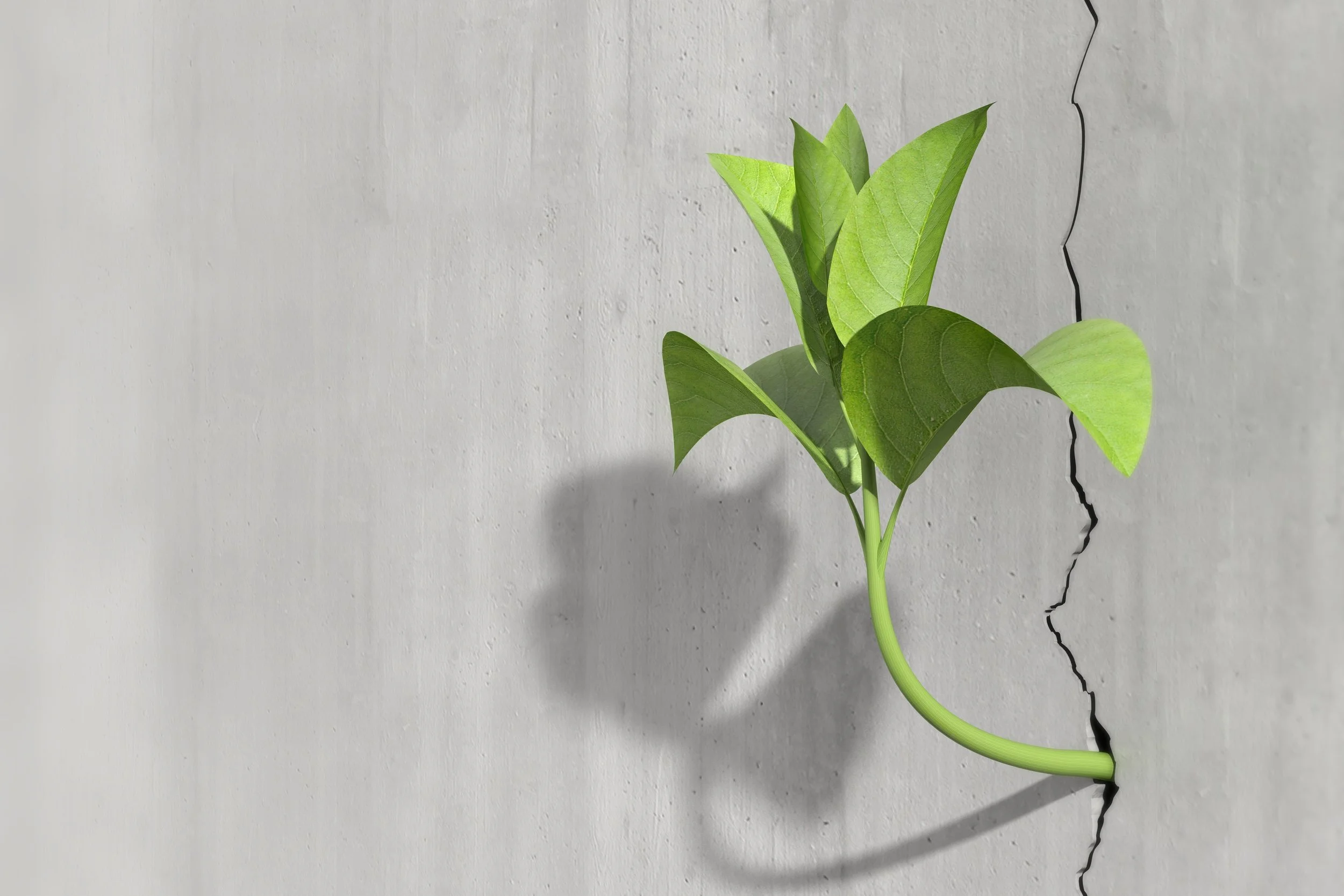 A green plant growing out of a crack in a white wall, casting a shadow.
