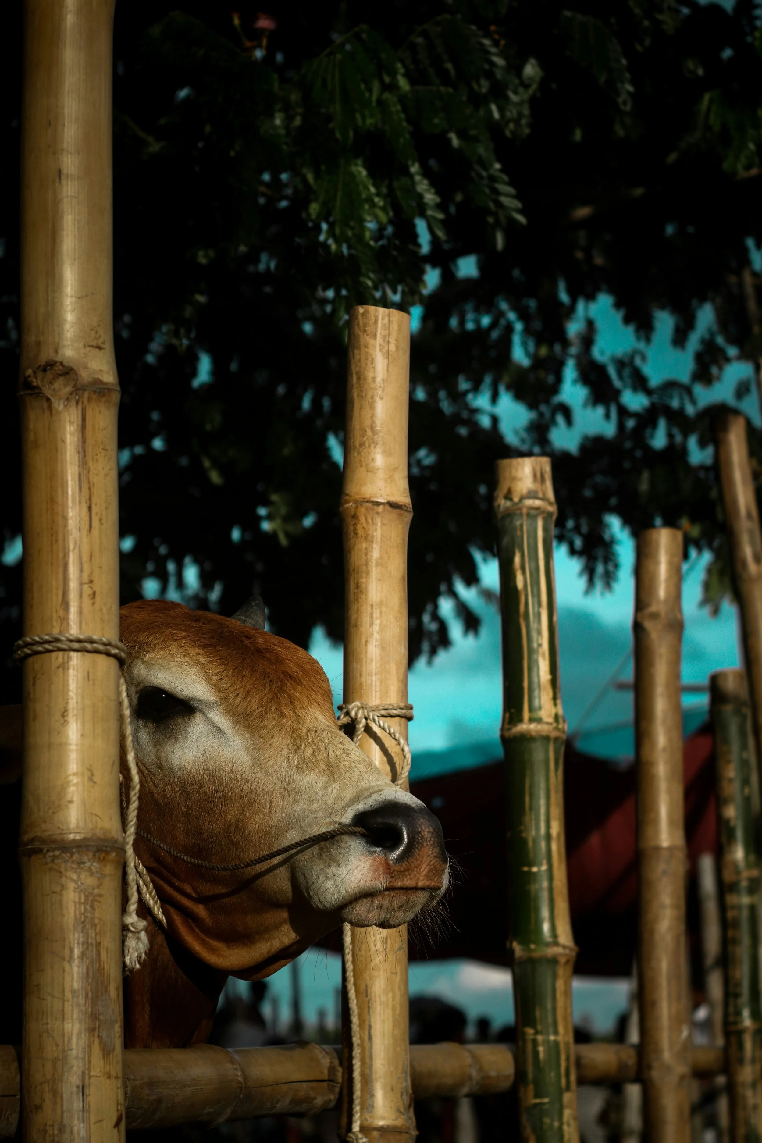 Indonesian Beef Market
