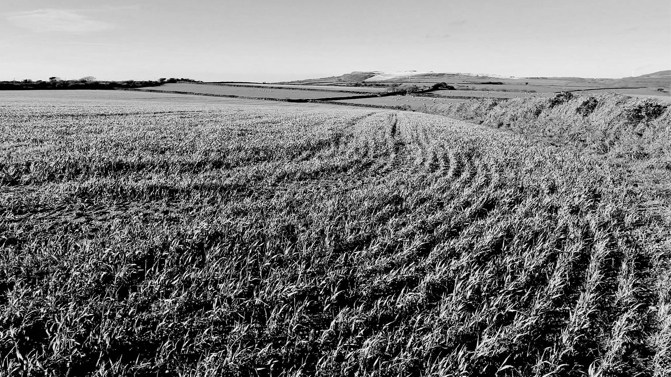 Black and white photo of a wide open field of tall grass or crops with rolling hills in the background