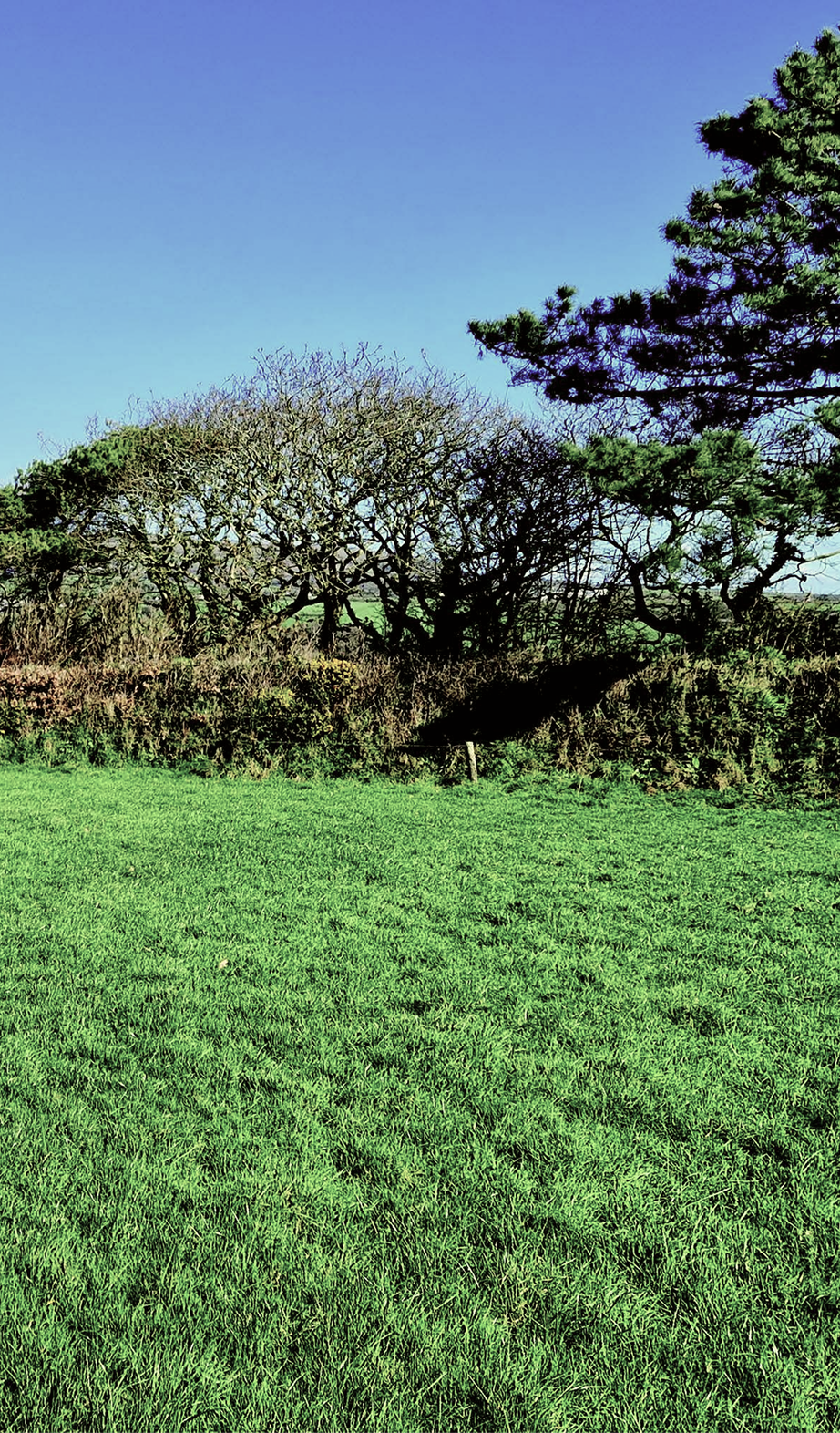 A grassy field with a large tree and a bright blue sky.