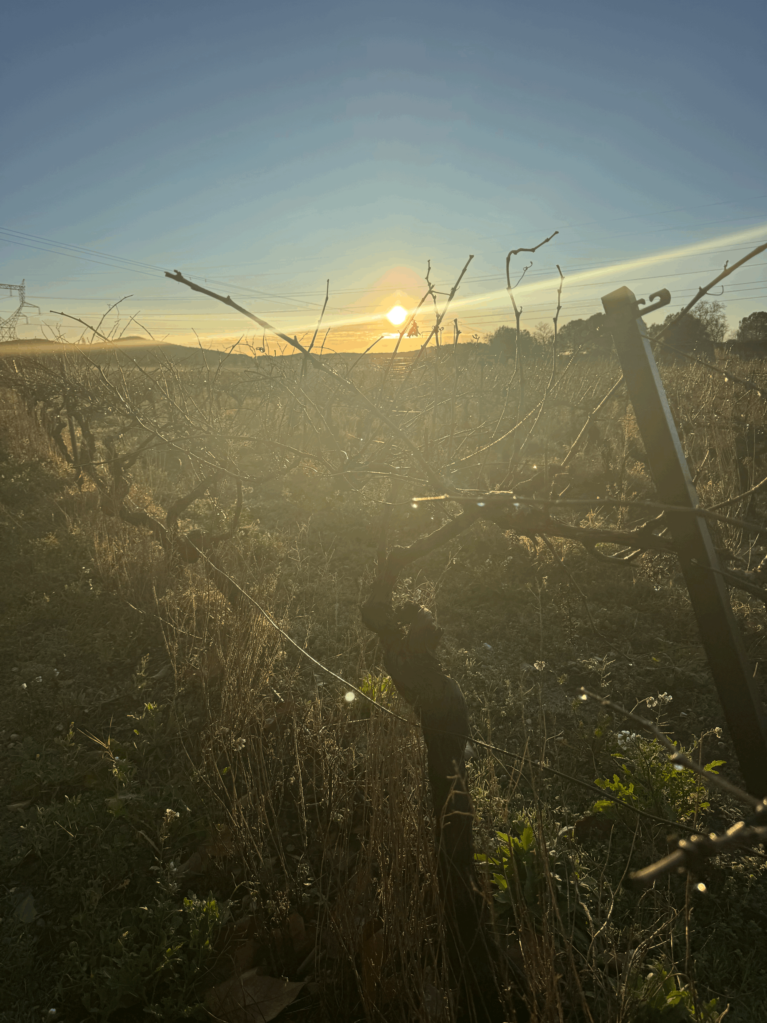 French Flights of Fancy