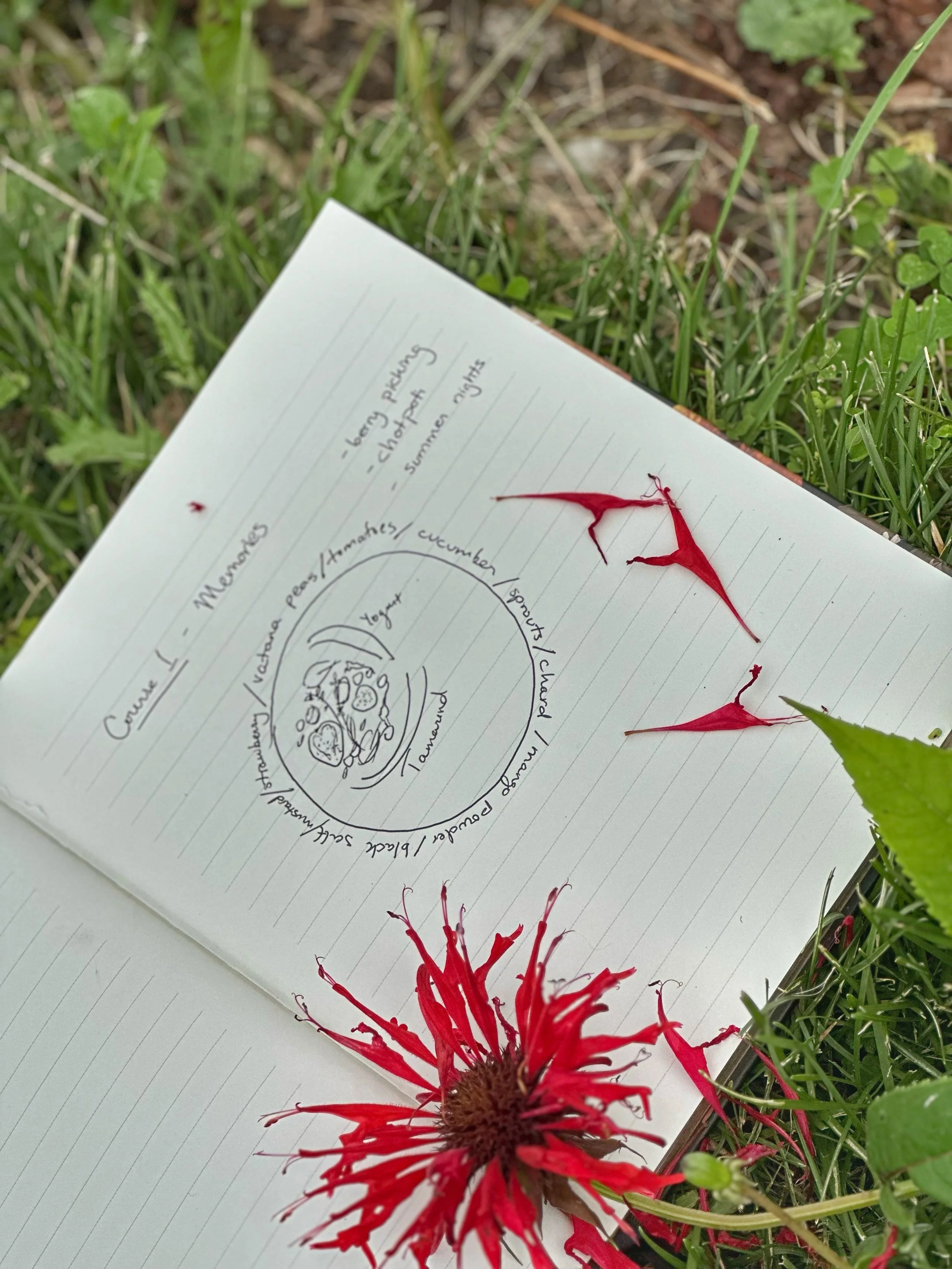 A notebook open on grass with handwritten notes and a detailed drawing of a vegetable with labeling. There are four red flowers placed on the notebook and surrounding grass.