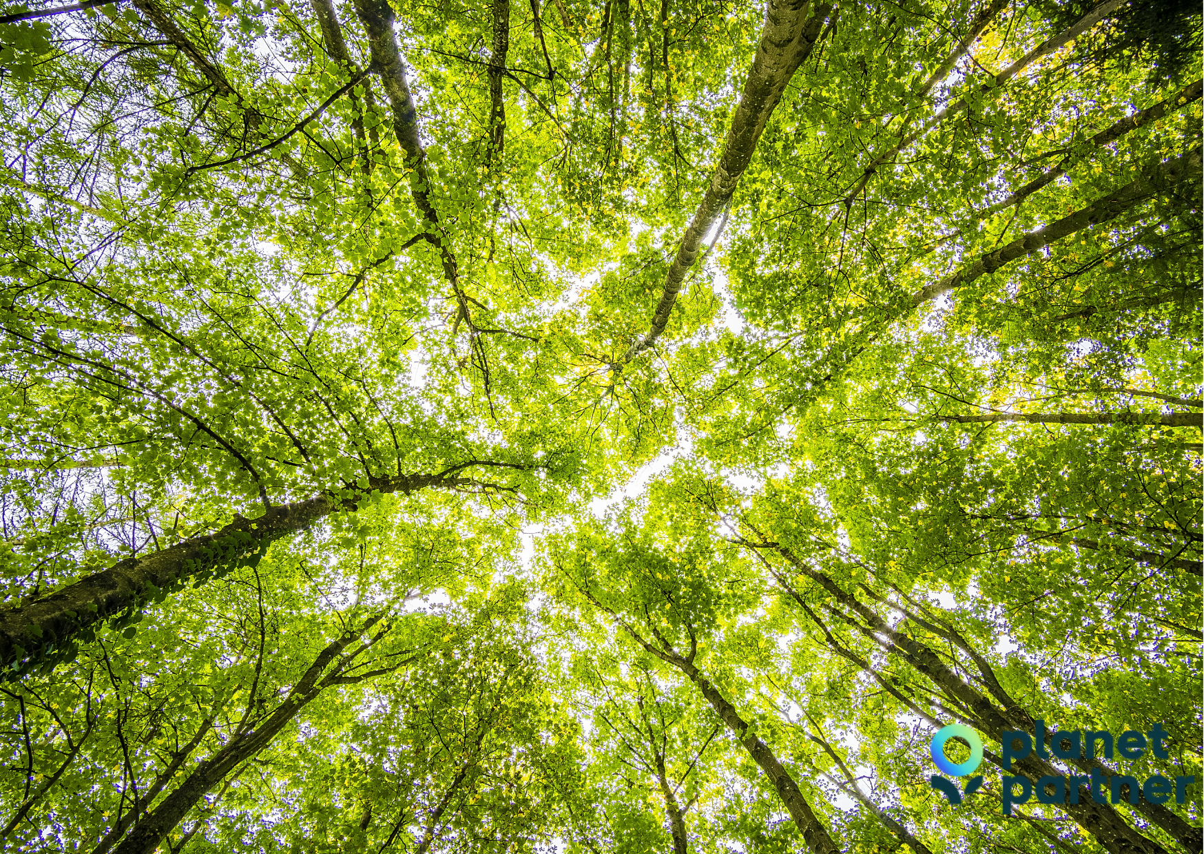 planetpartnertreeplanter