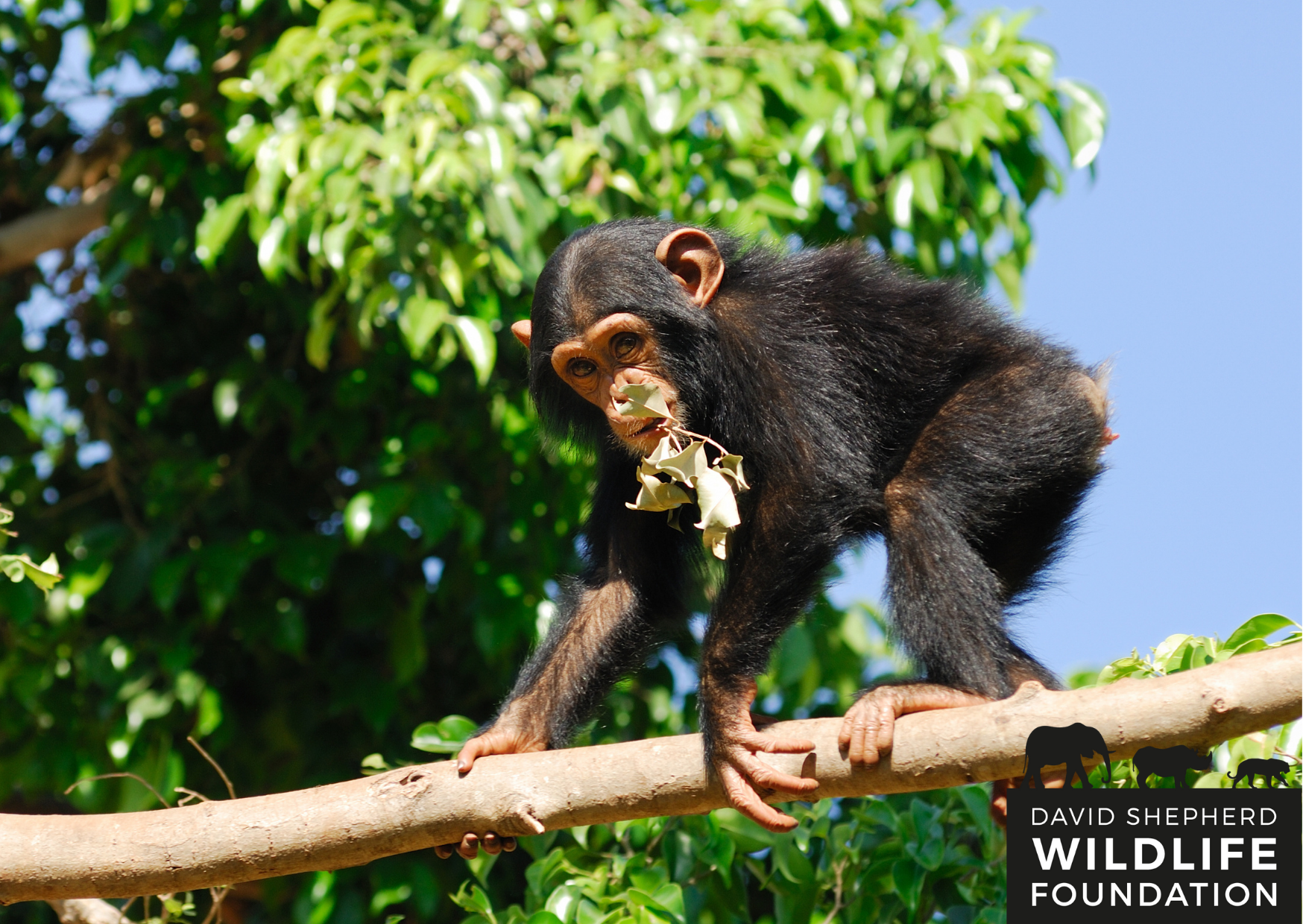 davidshepherdwildlifefoundation