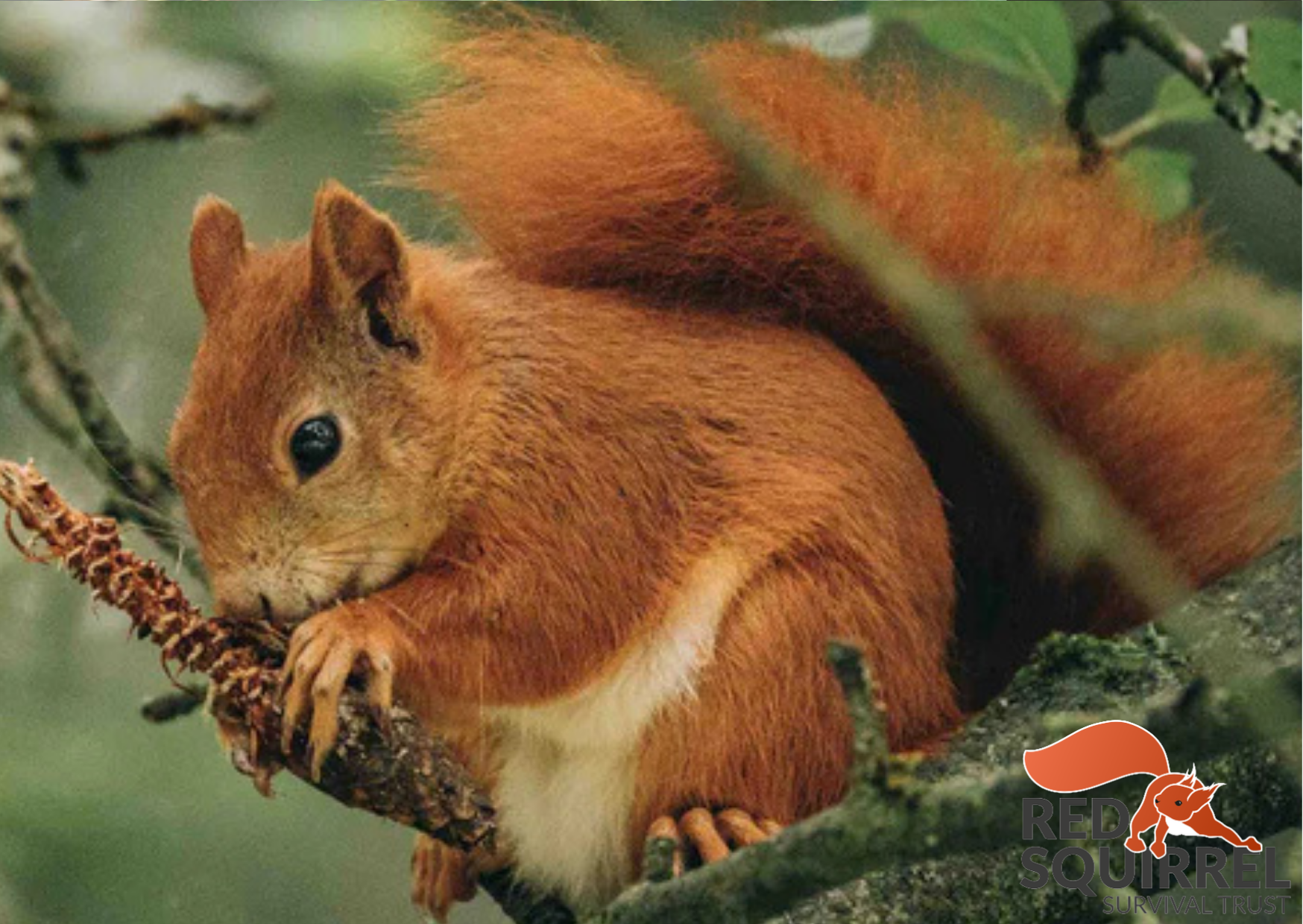 redsquirrelsurvivaltrust