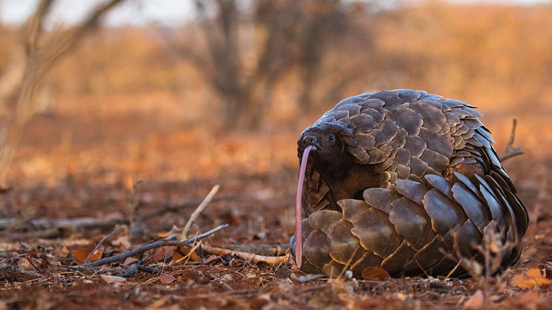 An African Pangolin with a long, pink tongue sticking out, sitting on a forest floor covered in leaves and small twigs.
