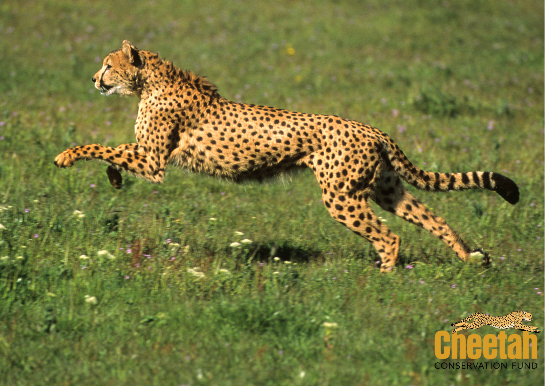 cheetahconservationfund