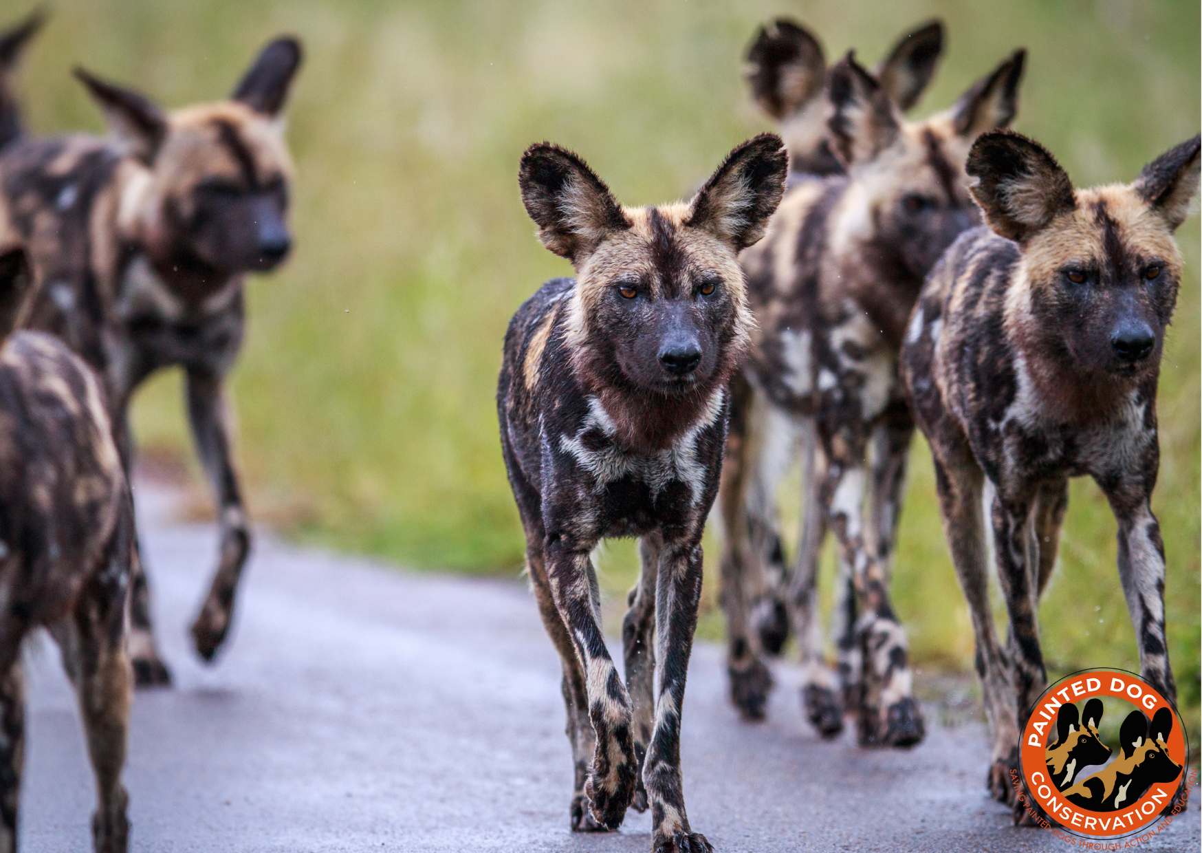 african wild dogs