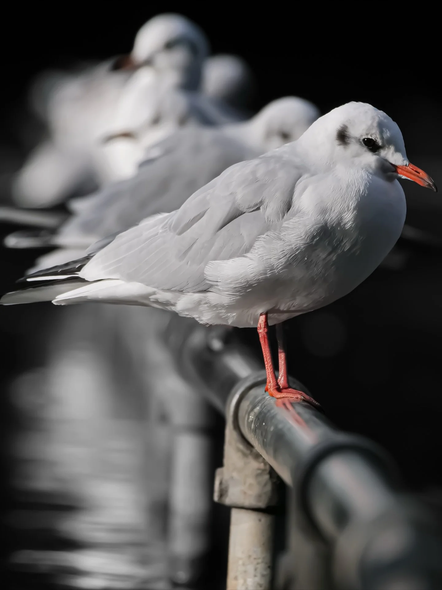 Making ART 📷📷📷

#art #myphotography #photographer #photograph 
#nature #wildlifephotography #birds  #unitedkingdom #seemyphotos #favourite #white #share #like4like