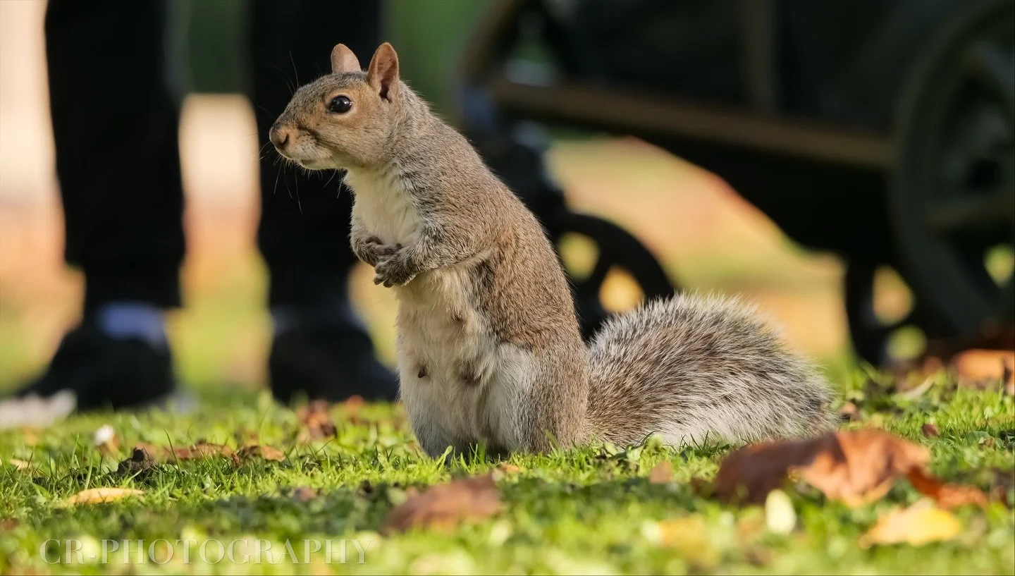 The reason I love outdoor photography &mdash; it&rsquo;s like stepping into another world, full of surprises and funny moments that make the journey unforgettable.

Some like it, others don&rsquo;t &mdash; but no one stays indifferent.

Wild life 🐿️