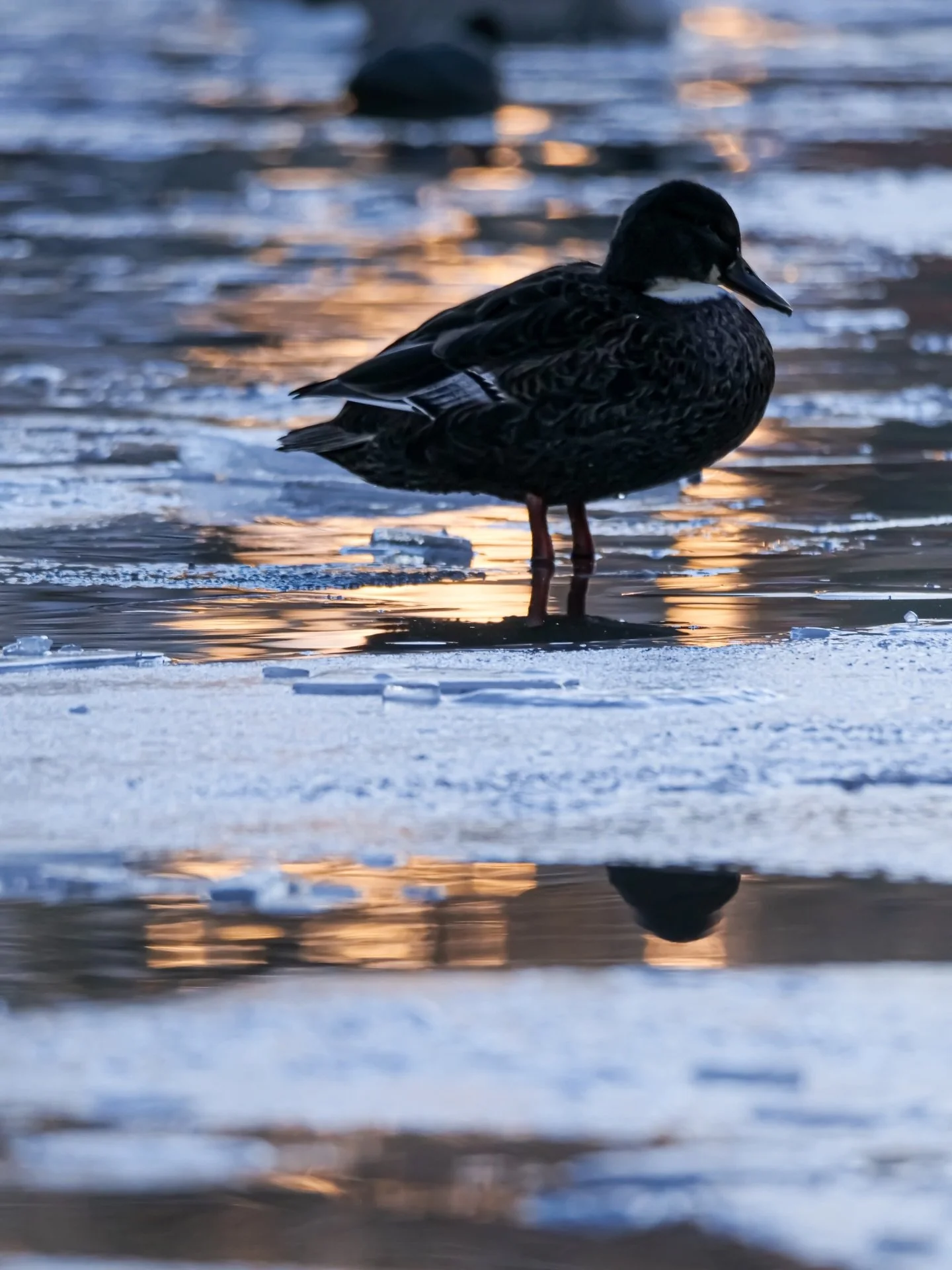 Golden light across frozen water 🧊🌅

Winter Wonderland ❄️

#photographer 
#unitedkingdom🇬🇧 
#winter