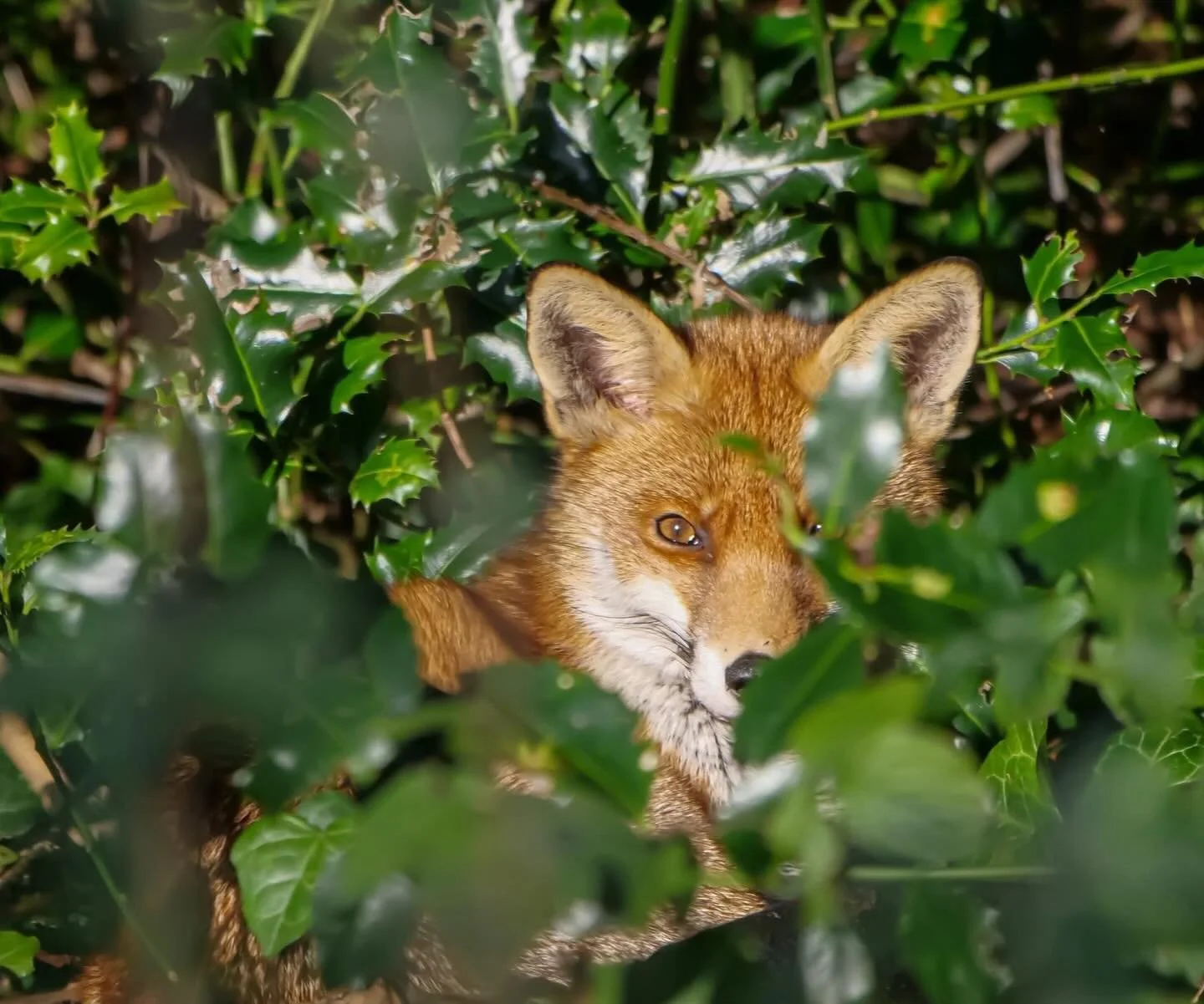 Rare Chance 📷

Hunting Time ☀️

Fox 🦊