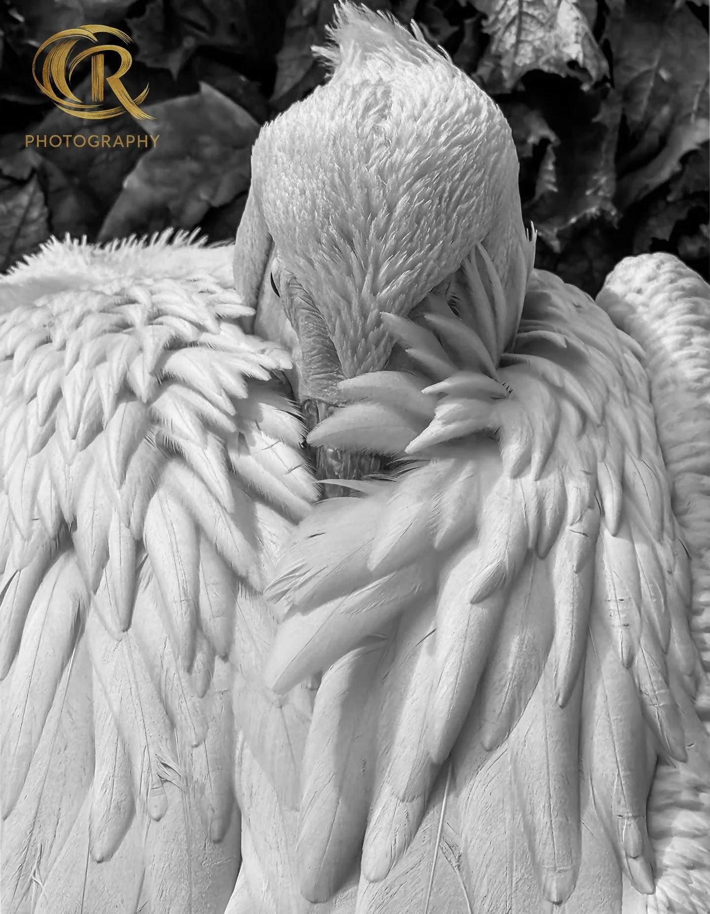 Favourite 🤩  White Pelican📷📸

 ⭐️⭐️⭐️