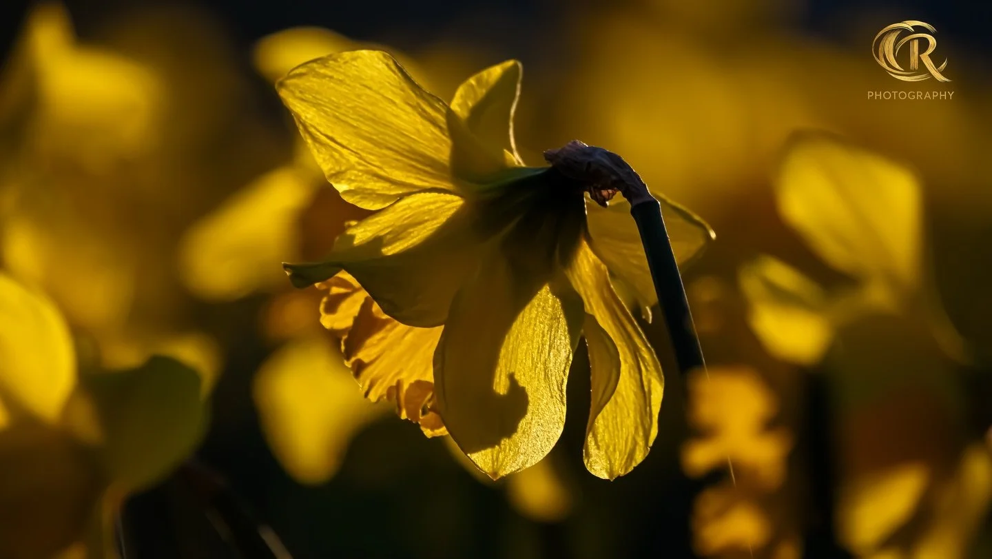 [ Daffodils ] Before Sunset 🌅 

👉🏻 This is Real Photo ⚠️⚠️⚠️

Making Art with Panasonic Lumix 📷

#photographer #photography #nature