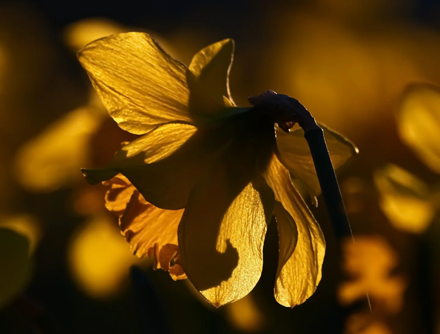 Daffodils Before Sunset 🌅 

👉🏻 This is Real Photo ⚠️

Making Art with Panasonic Lumix 📷

#artphotography #photographer #art