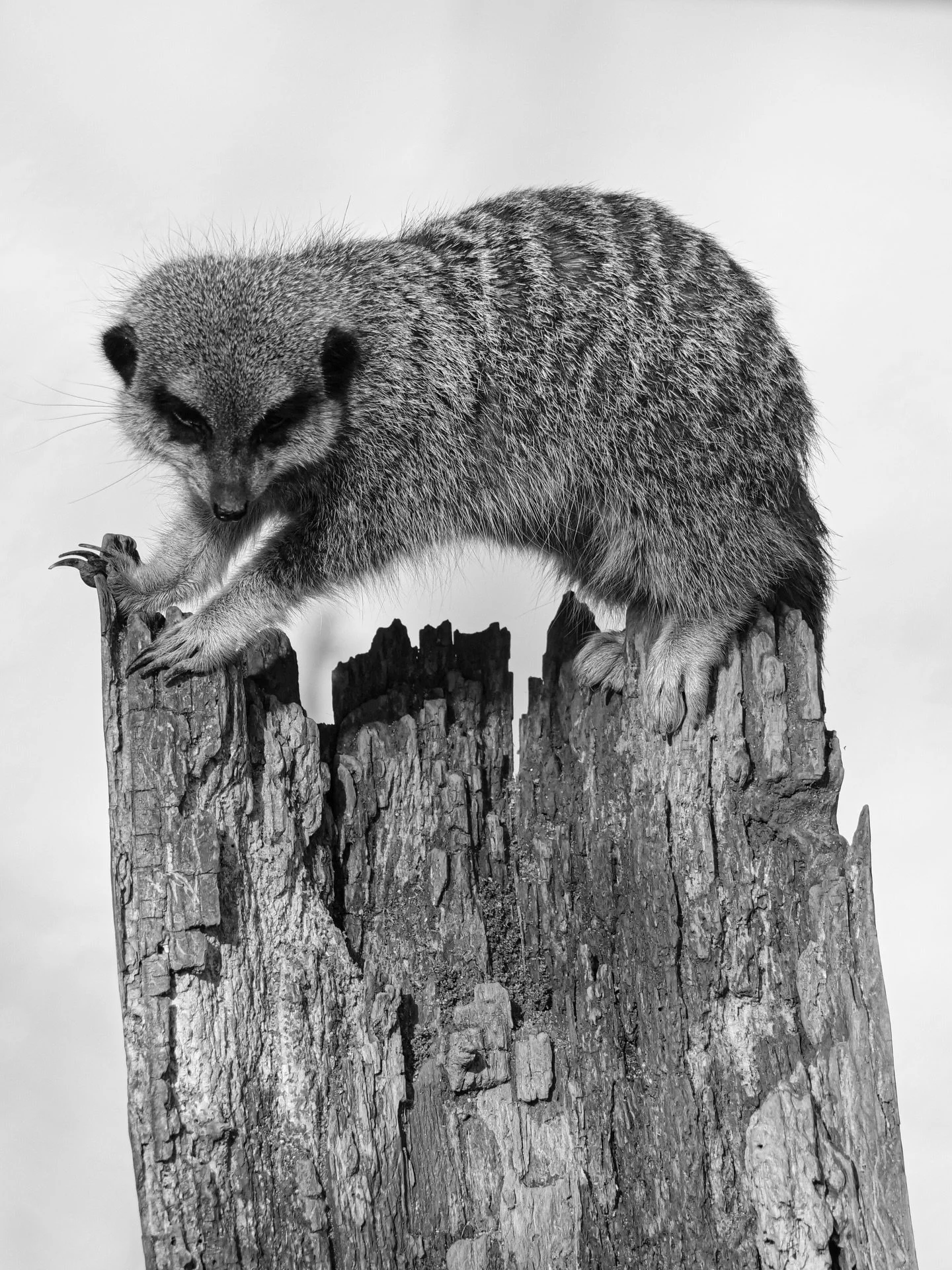 Shining Moment ✨✨✨

Perched on a weathered tree stump, a curious meerkat pauses for a moment, almost as if performing for the camera. Its balanced stance and alert expression capture the playful personality of this small yet charismatic creature. 📷