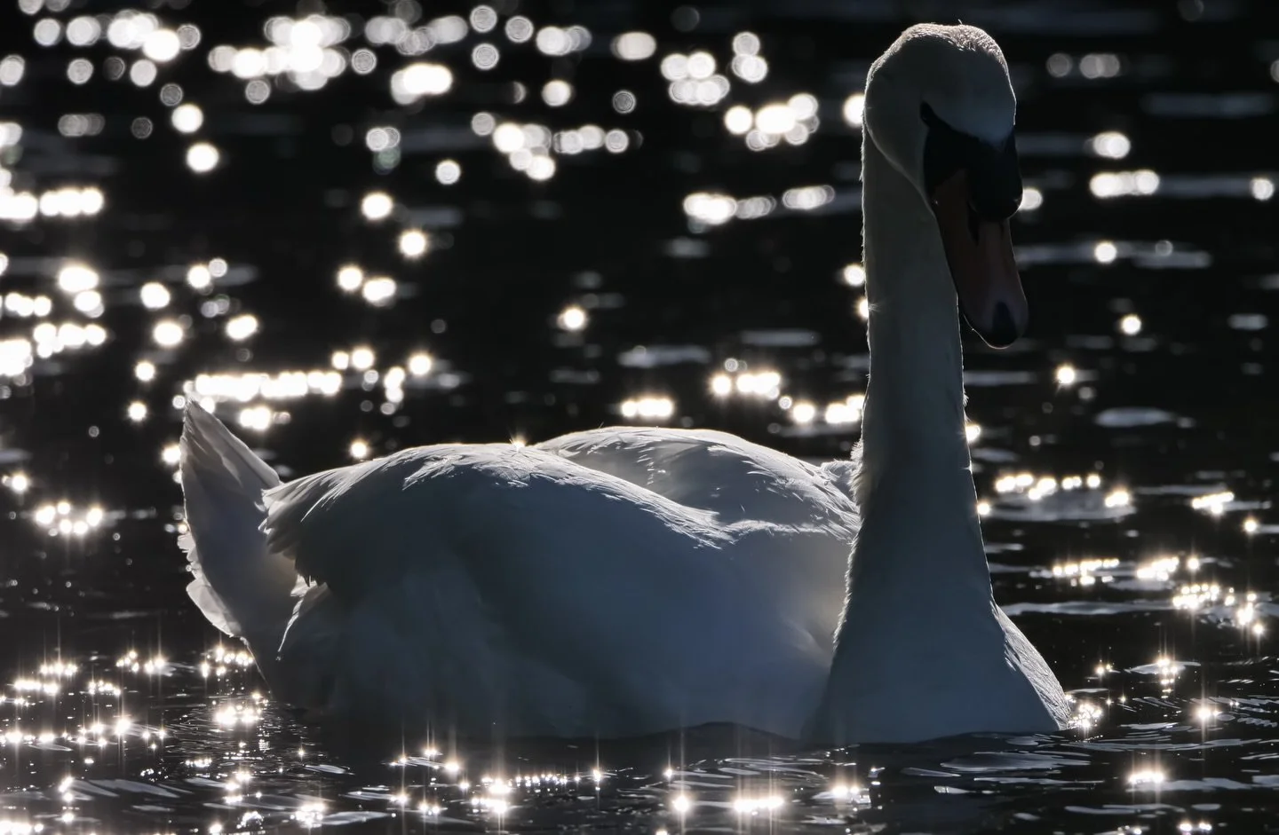 In the lake ☀️🦢

Afternoon