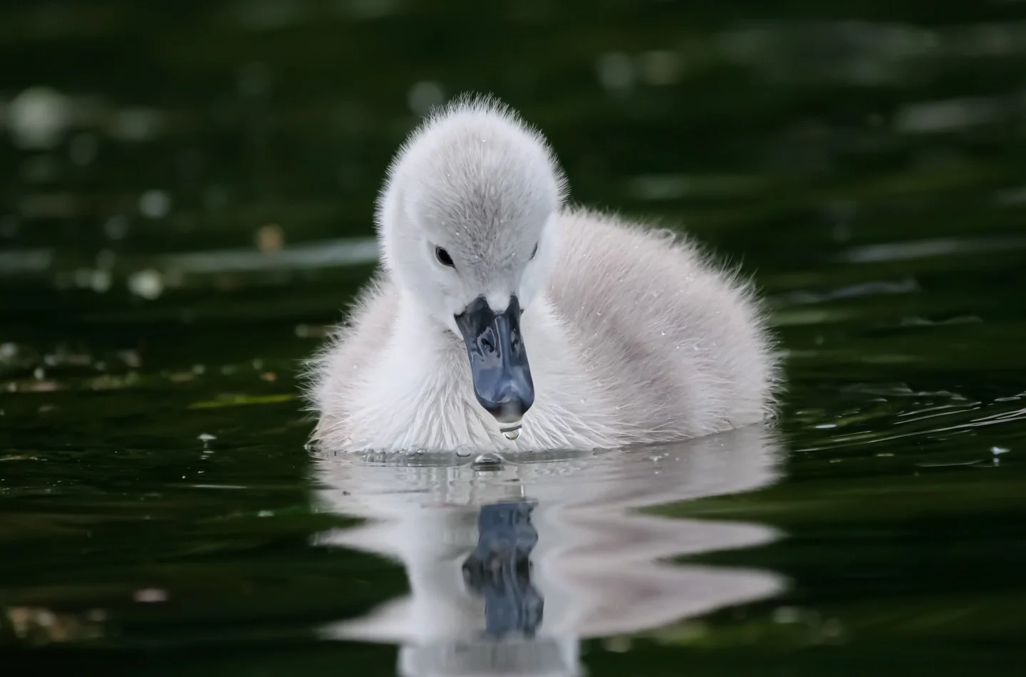 A Few Days Old Swan Cygnets 🦢

Take a look 📷📸

#cygnets #wildlifephotography