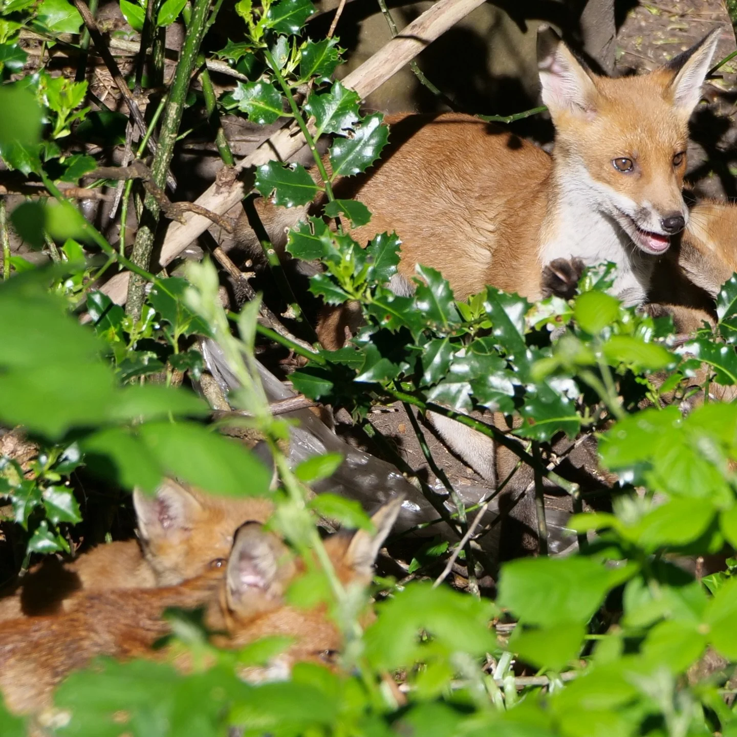 🦊

Close Up 📷📸