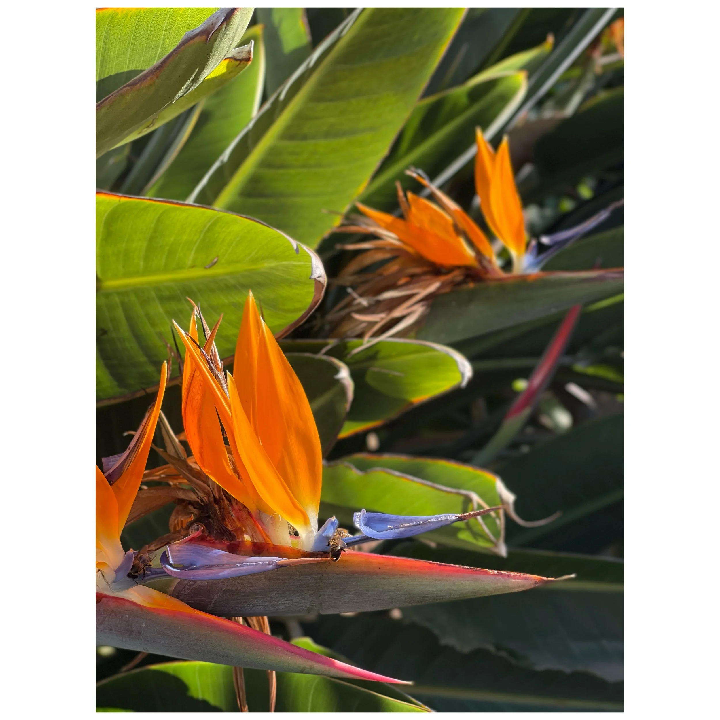 LAS GANAS DE FLORES by thomas chiverton