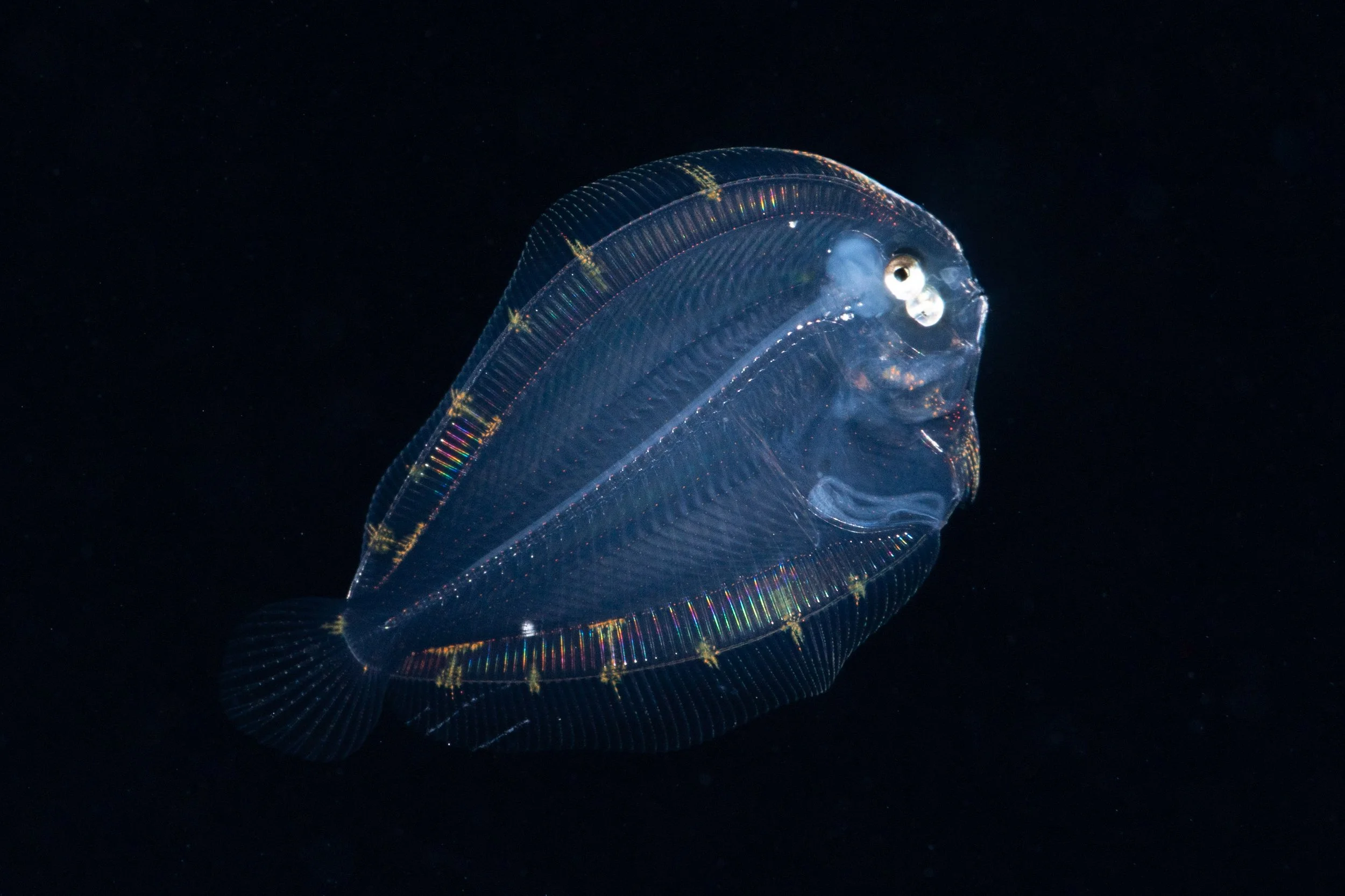 larvaflatfish-1.jpg