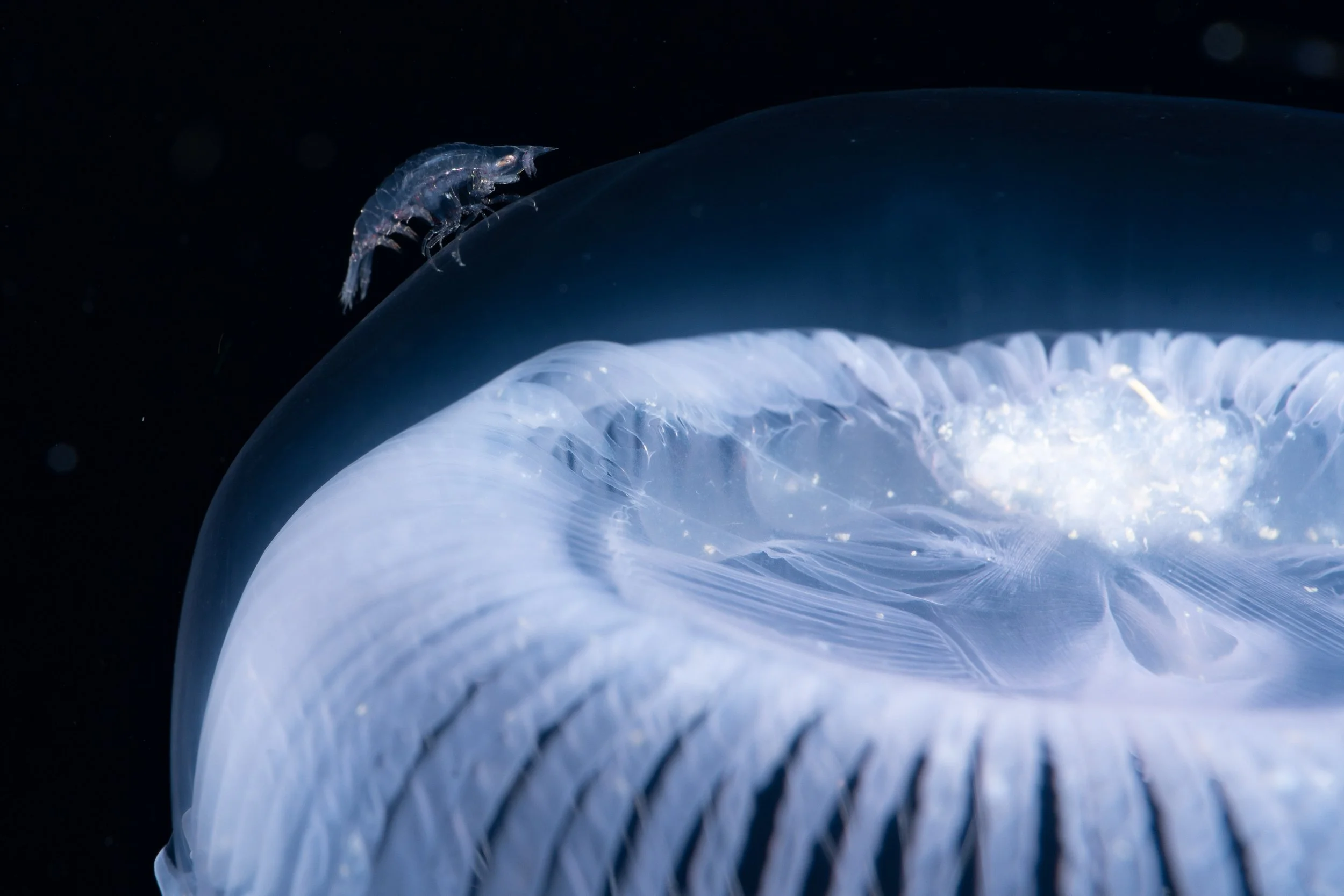 AmphipodonJellyfish.jpg