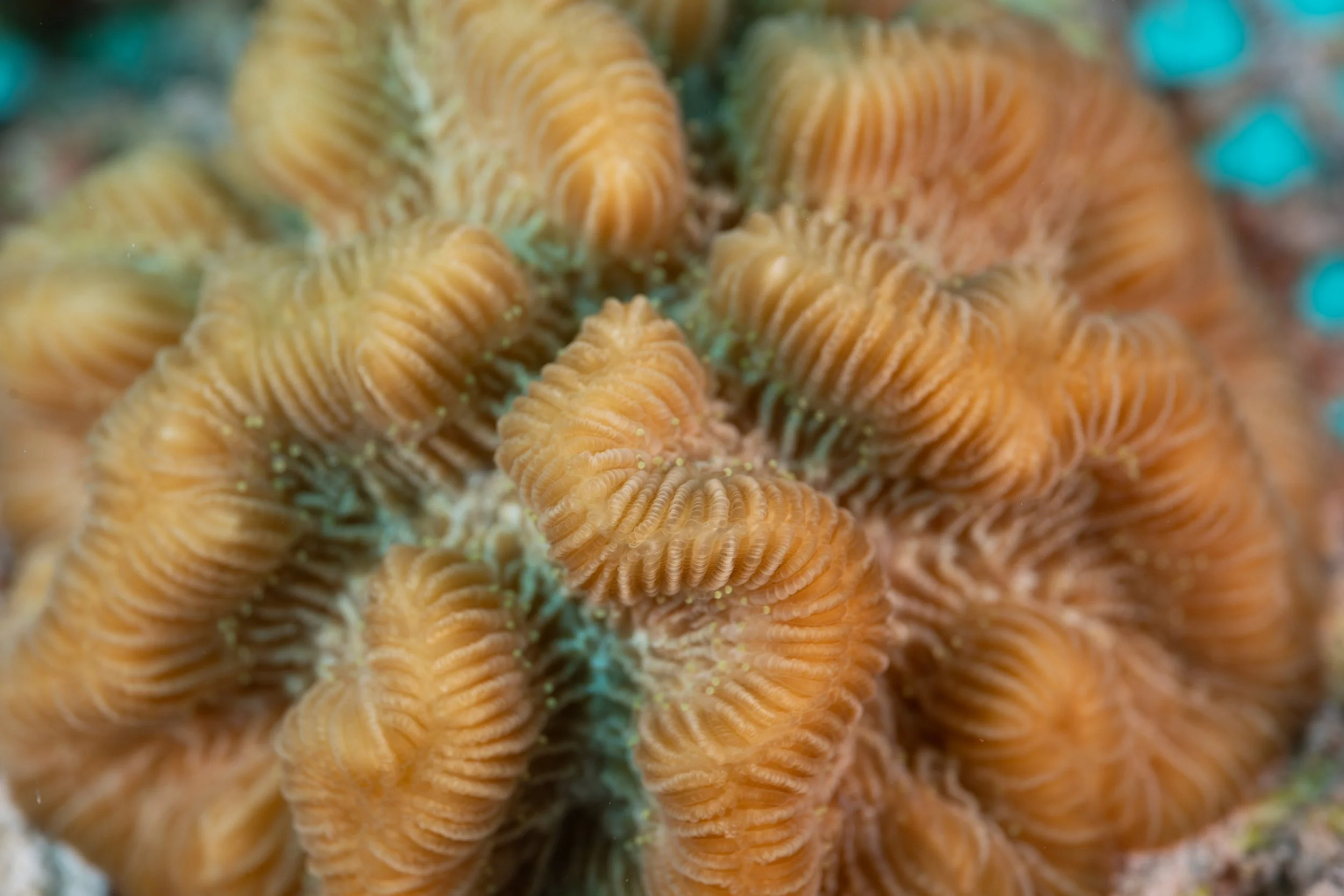 MacroCoralSept2024-94.jpg