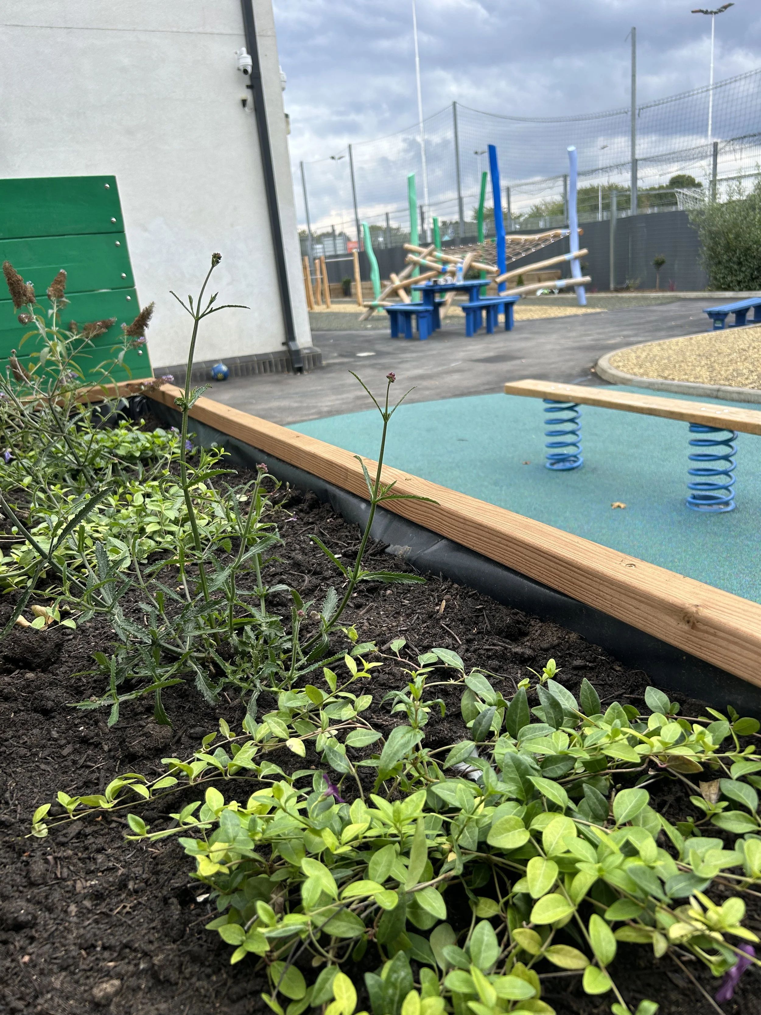 Close-up of soil with green plants in a garden bed near a playground with climbing structures and benches, under a partly cloudy sky.