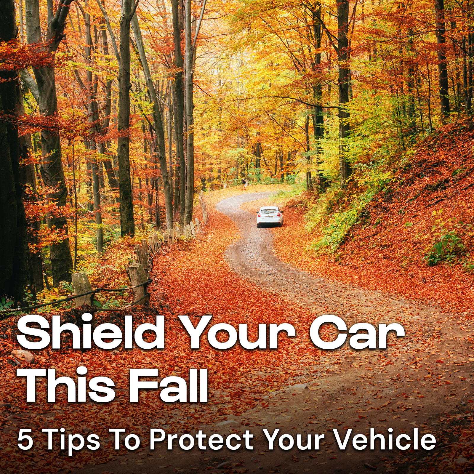 Shield Your Car This Fall