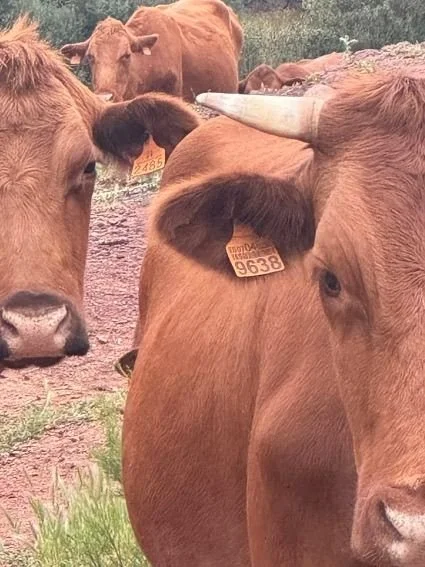 El veterinario oficial de matadero