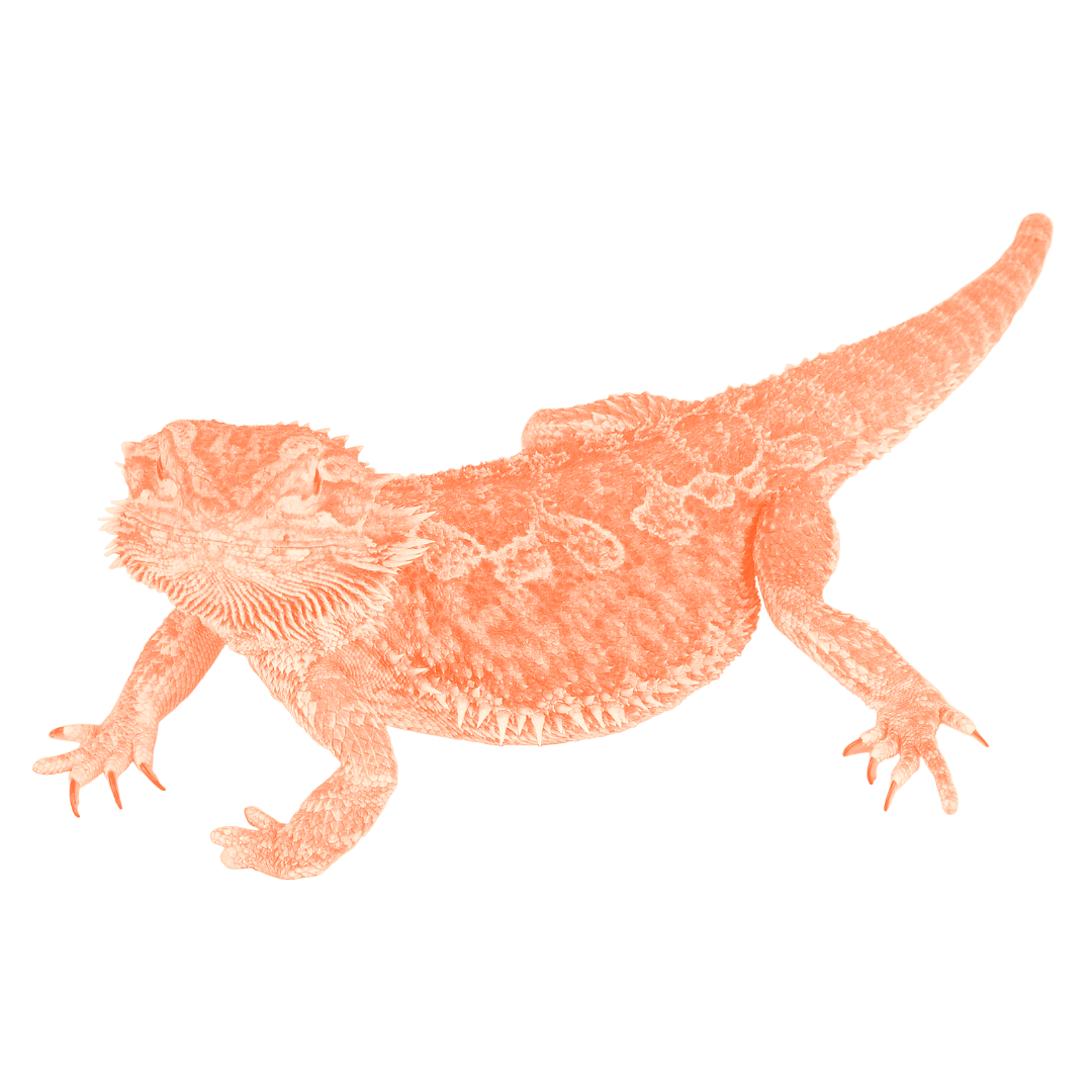 dungeons &amp; dragons