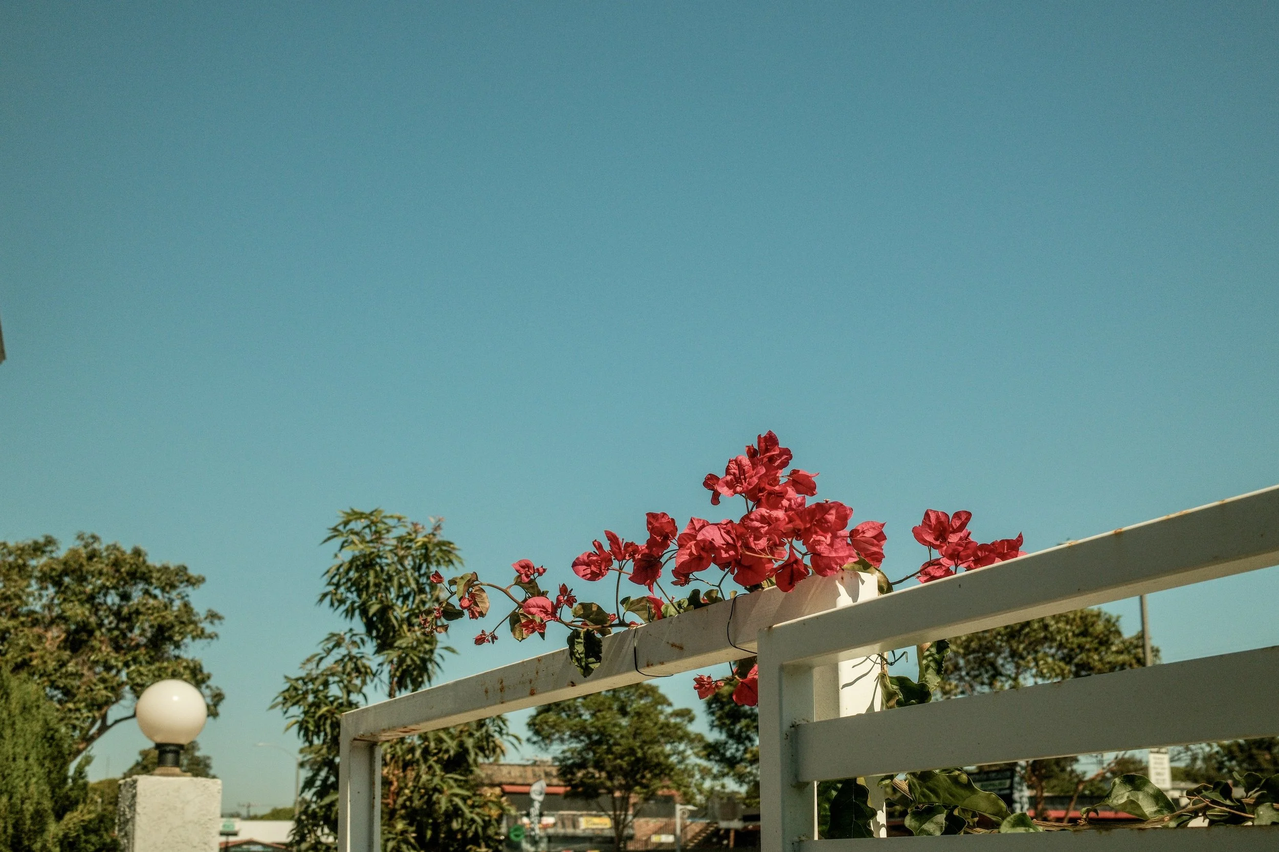 motel-balcony-flowers-blue-sky-santa-monica-california-gem-redford-4705.jpg
