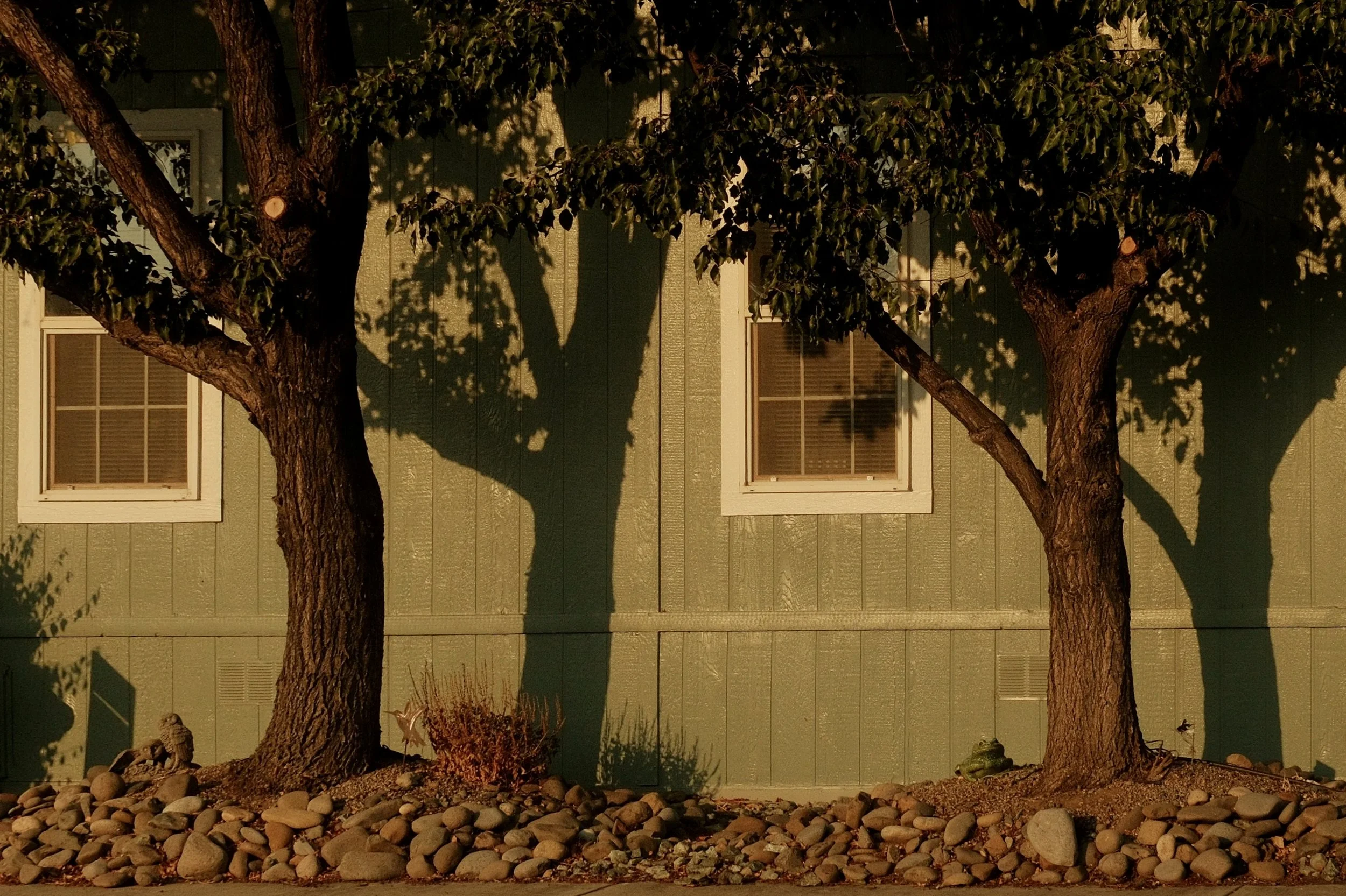 Two trees with thick trunks and leafy canopies casting shadows on the exterior wall of a green house with two windows. The ground is covered with rocks, and some small plants and a frog statue are visible.