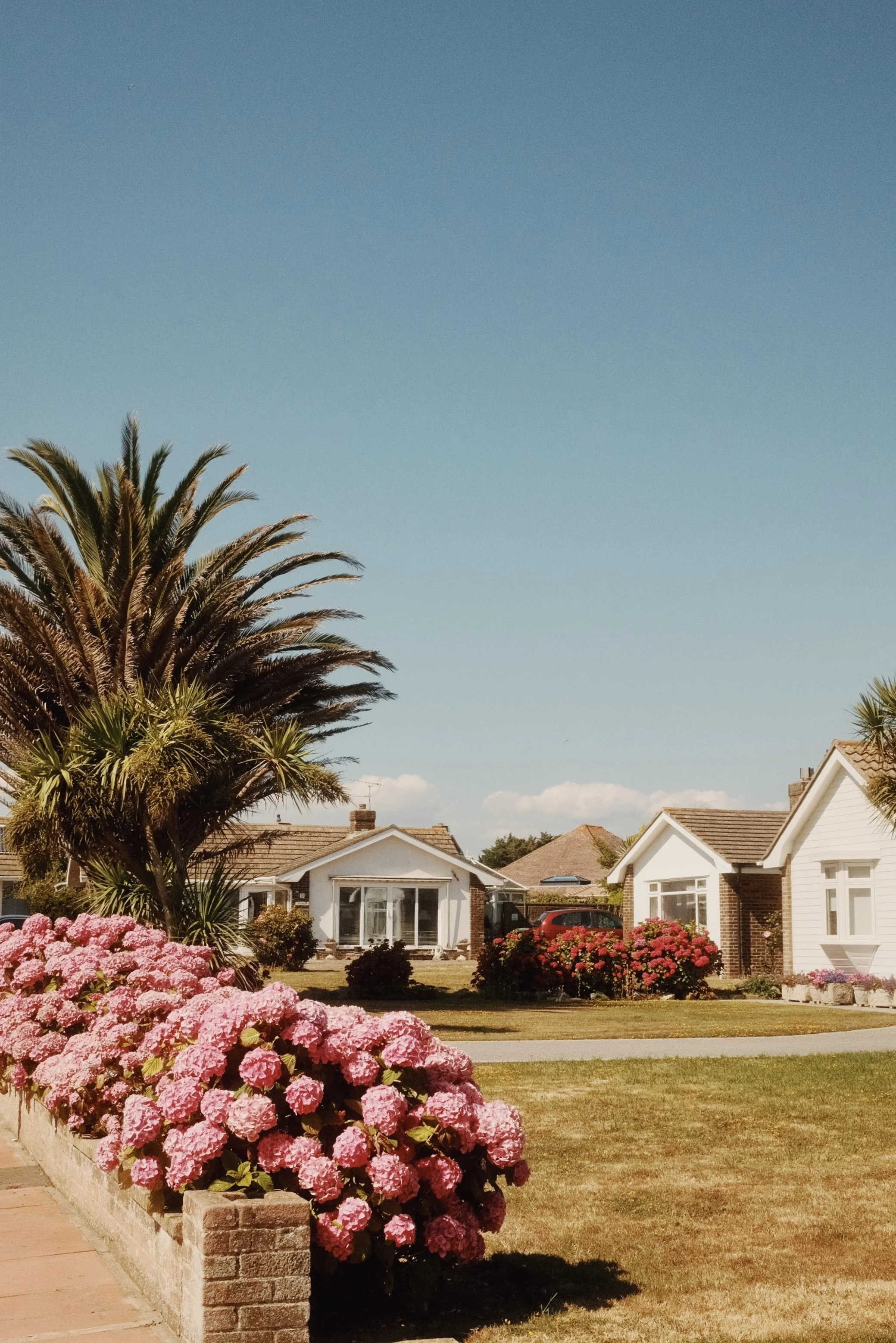 A suburban neighborhood street with houses, a palm tree, and blooming pink hydrangea flowers in flower beds under a clear blue sky.