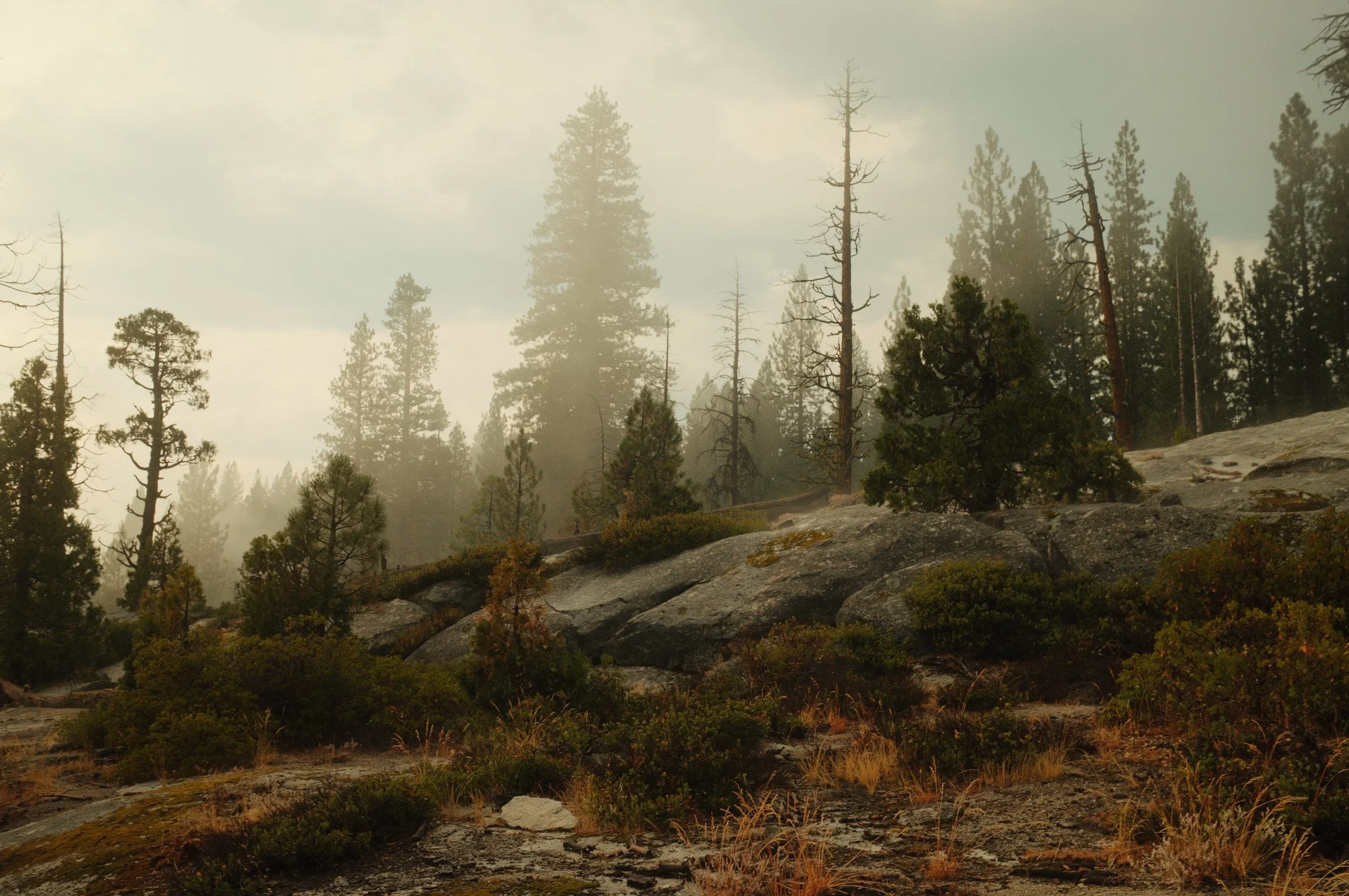 A foggy forest scene with tall pine trees on rocky and bushy terrain.