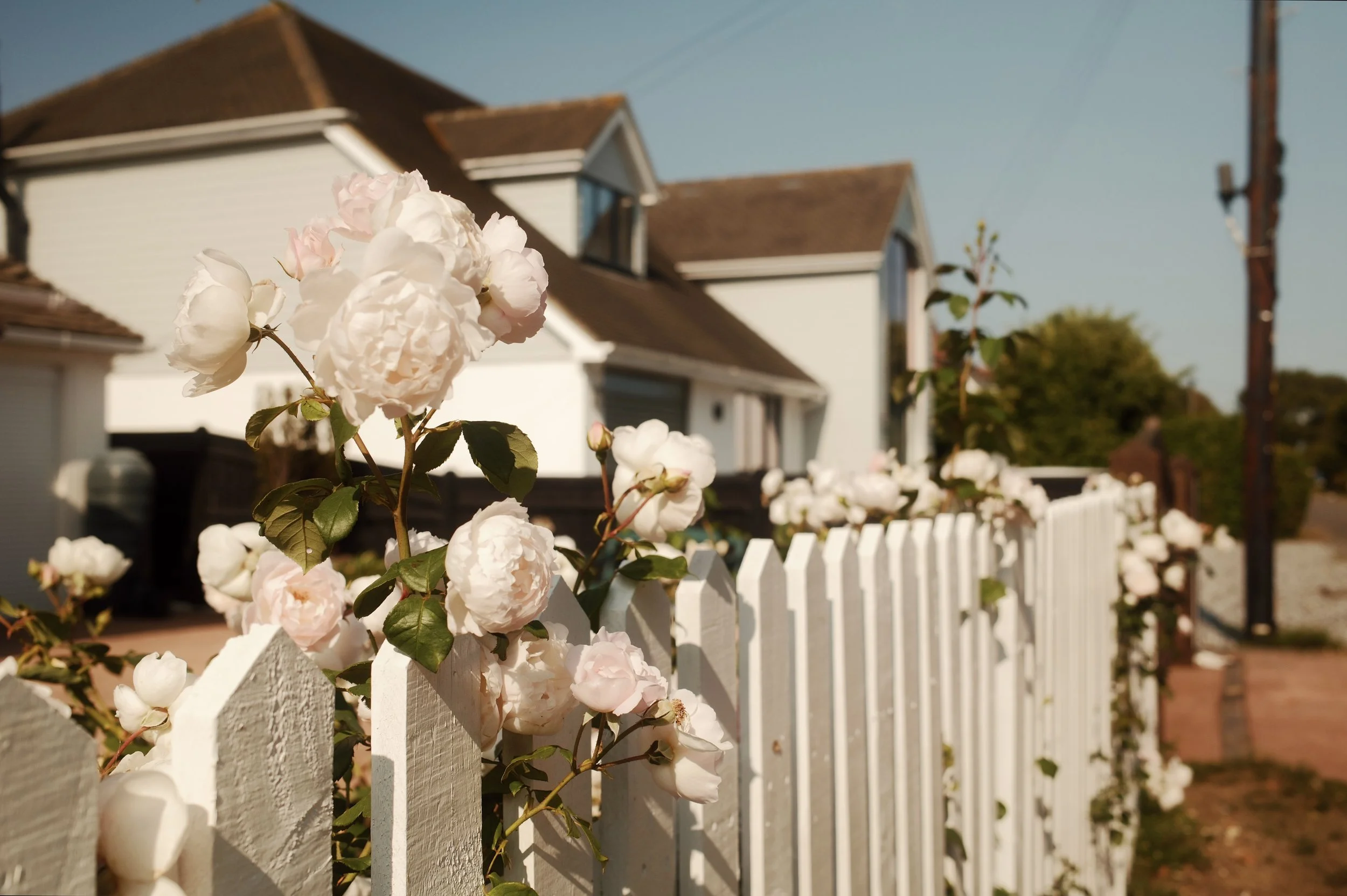 White picket fence with flowering pink and white roses, houses, and power lines in the background on a sunny day.