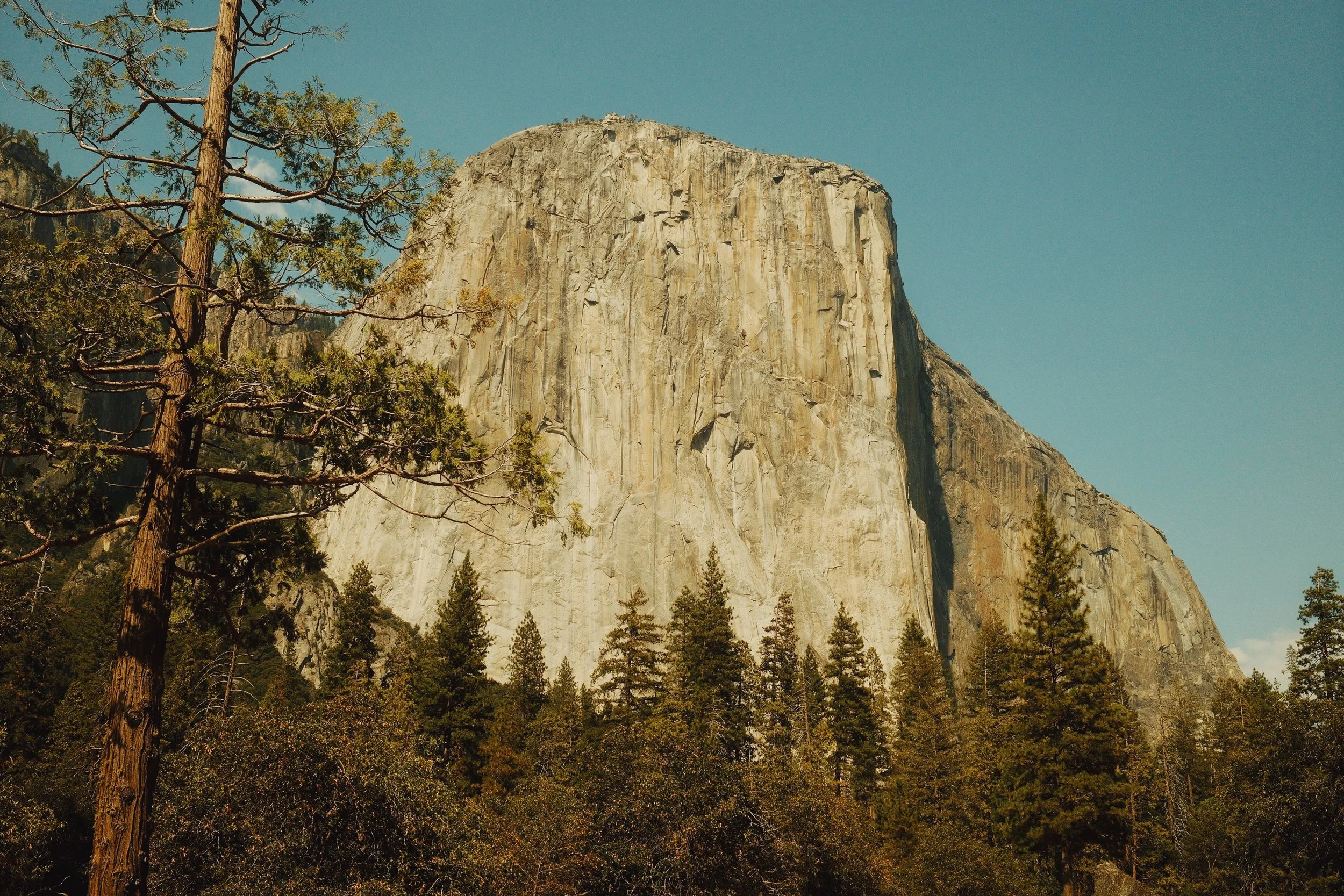 A large granite rock formation known as El Capitan surrounded by pine trees in a forest.
