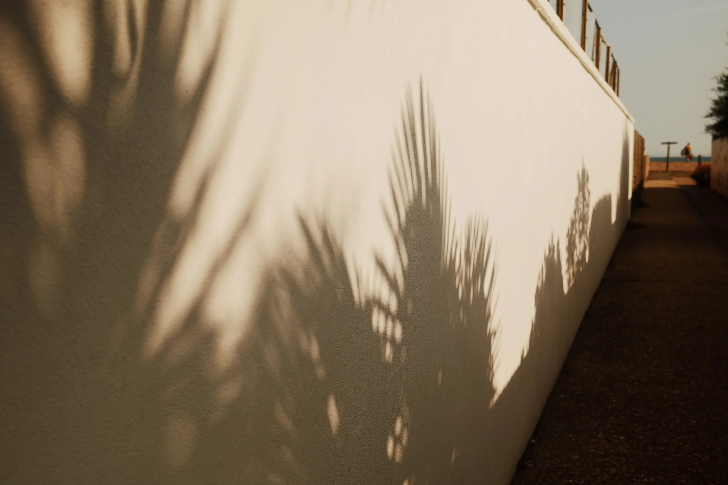 Shadows of palm trees cast on a white wall near a sidewalk, with a person sitting at the edge of a pathway in the distance.