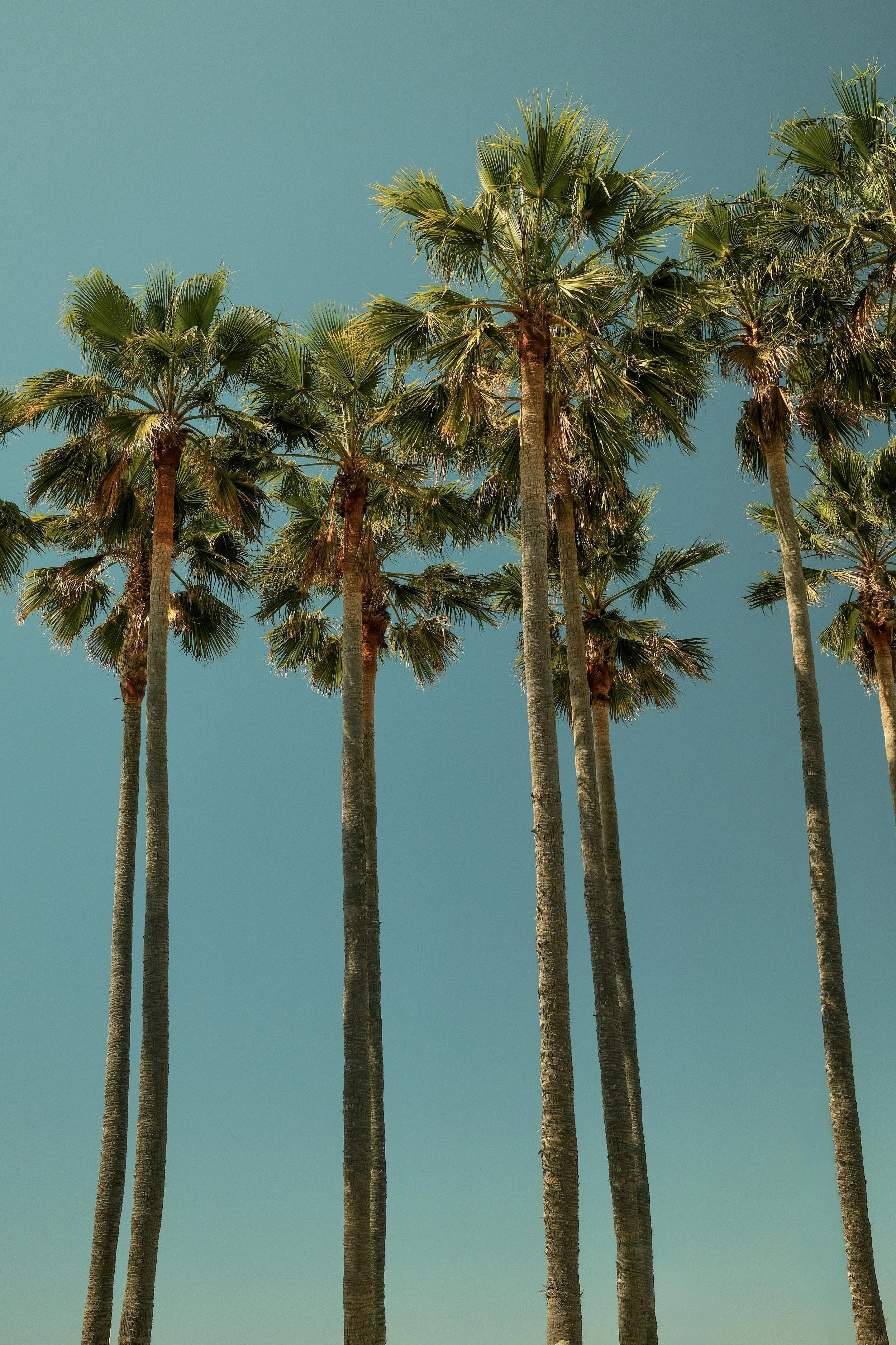 Tall palm trees against a clear blue sky.
