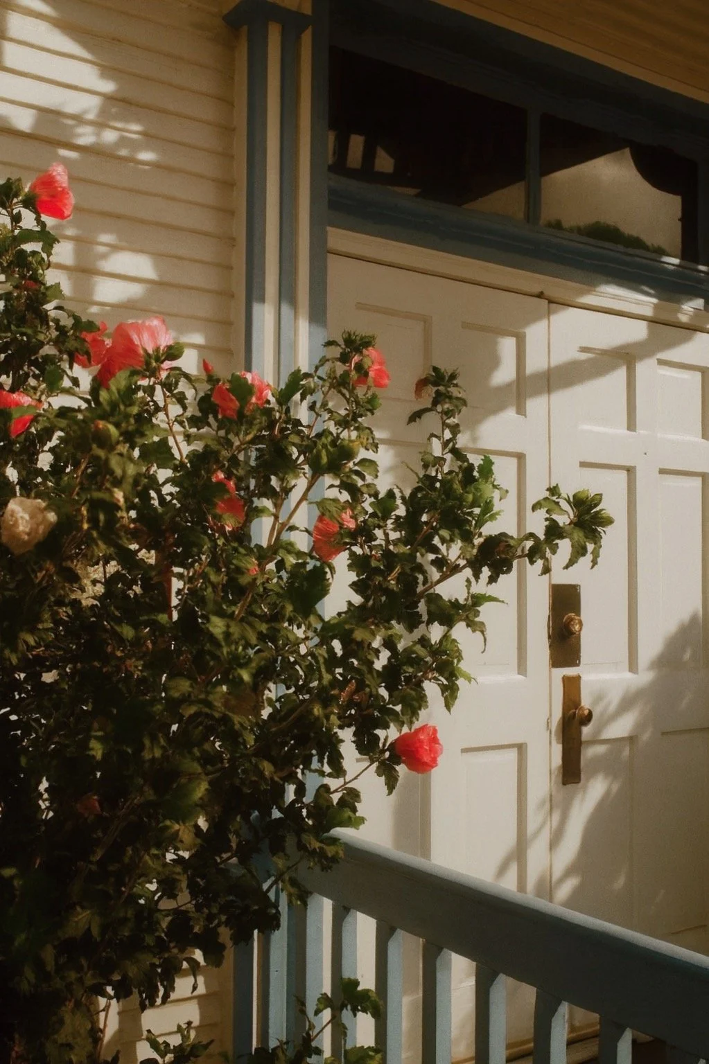 Front porch and door of a house with a bush with pink flowers in the foreground, and shadows cast on the door and wall.