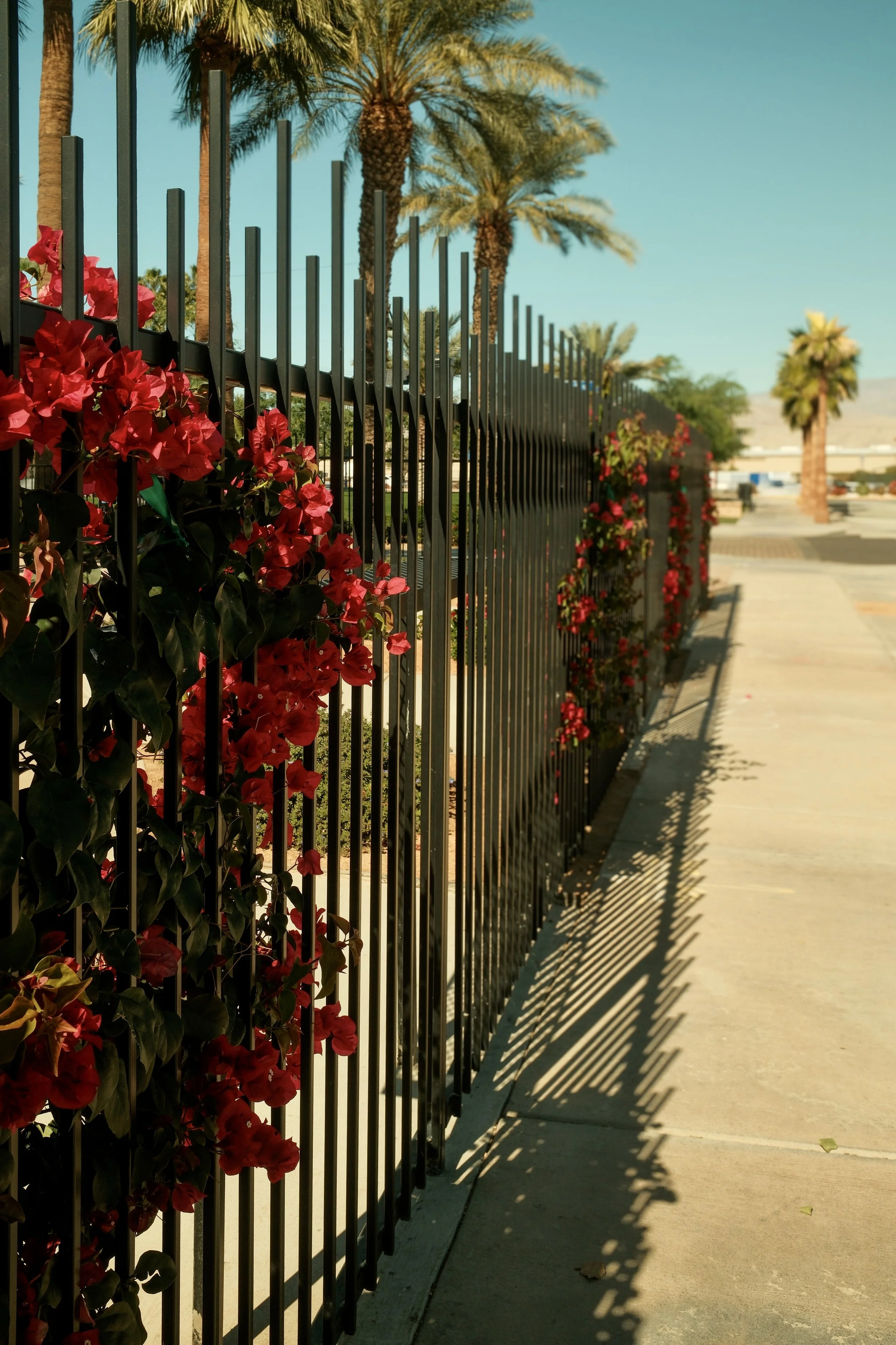 A black metal fence running along a sidewalk, with red flowering plants climbing up it. Tall palm trees in the background under a clear blue sky.