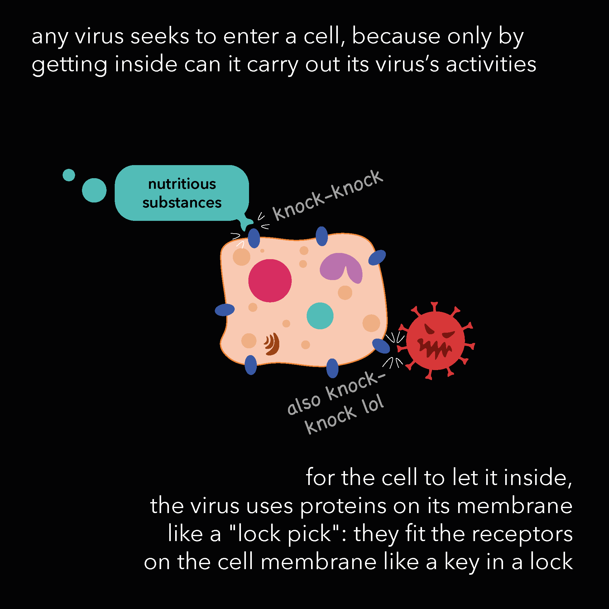 Diagram illustrating how viruses enter cells by attaching to cell surface proteins that act like lock and key mechanisms.