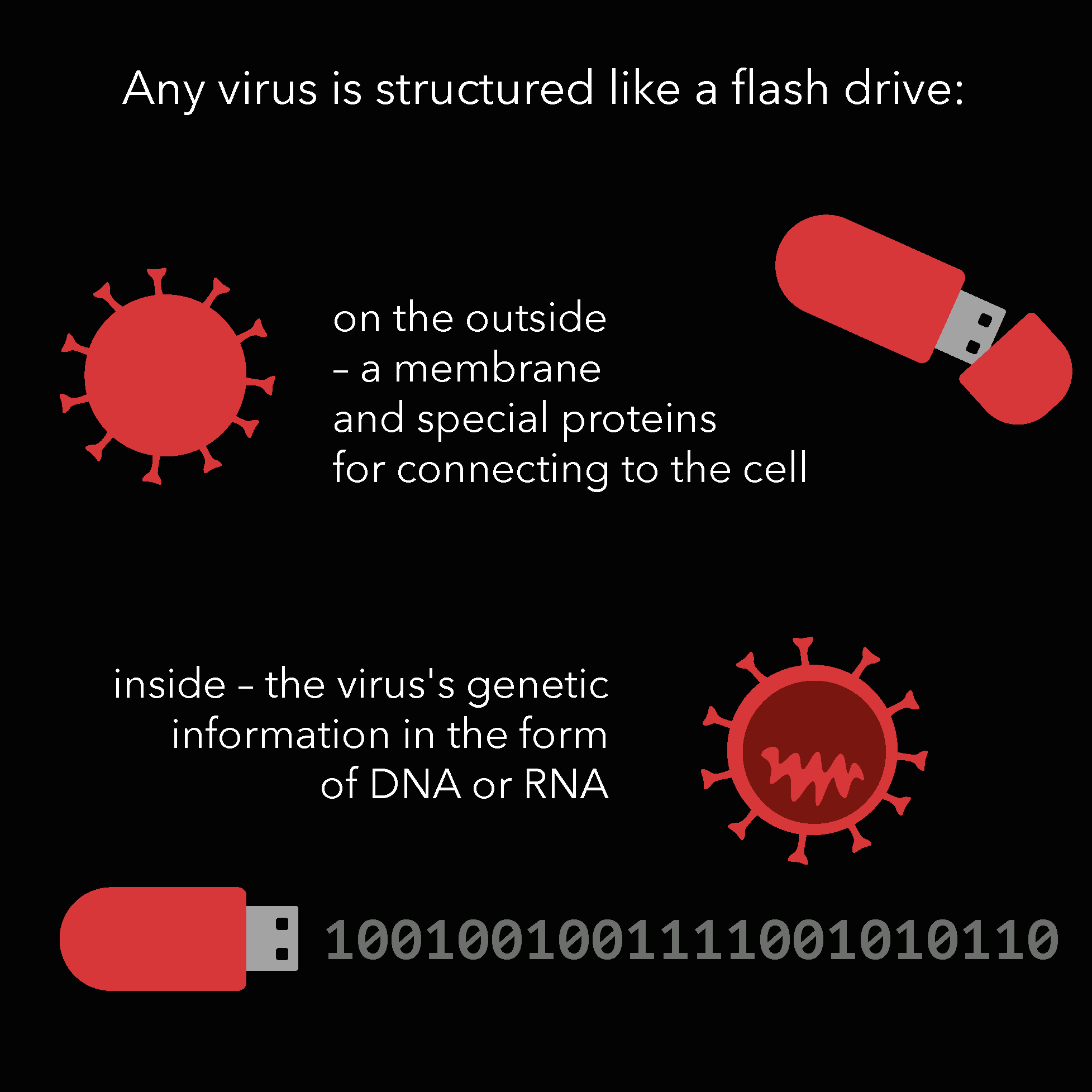 A diagram explaining how viruses are structured like flash drives, with a red virus icon, a red and gray USB flash drive, and binary code representing genetic information inside the virus.