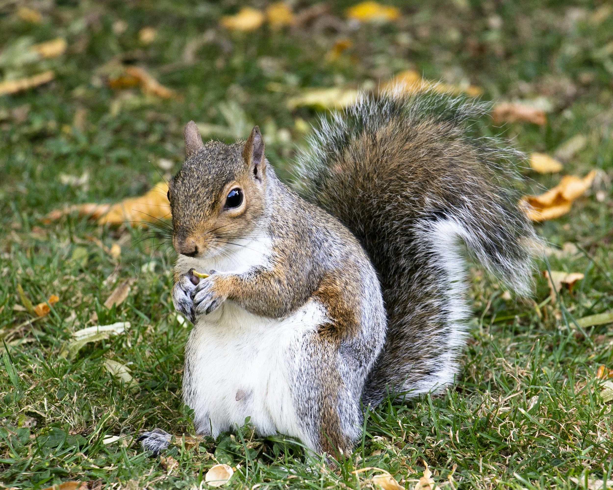 The parable of the squirrel
