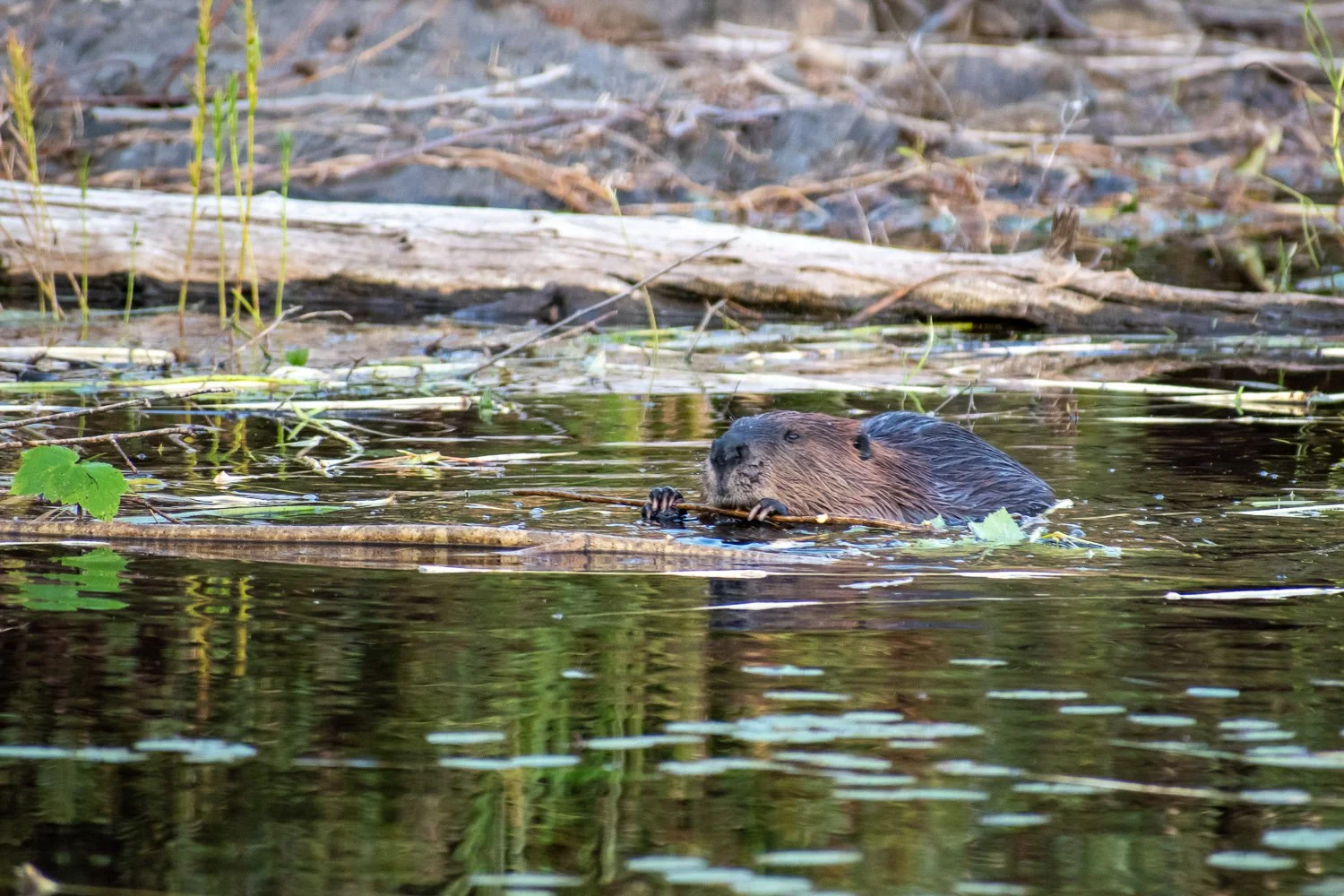 A beaver in the Boundary Waters Canoe Area Wilderness in northern Minnesota.